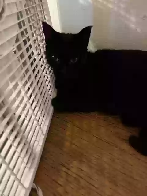 adoptable Cat in Winter Haven,FL named Cleo (Cleopatra)
