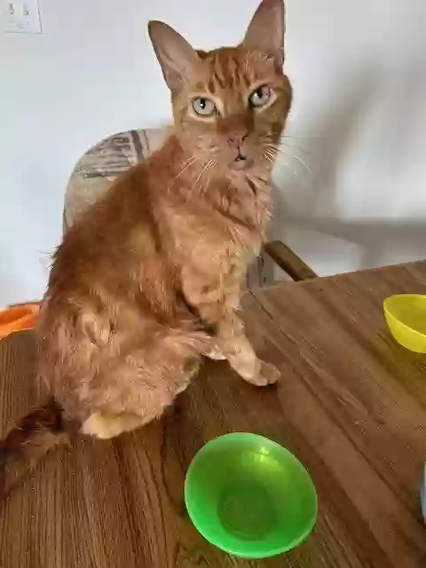 adoptable Cat in Winter Haven,FL named Jackie