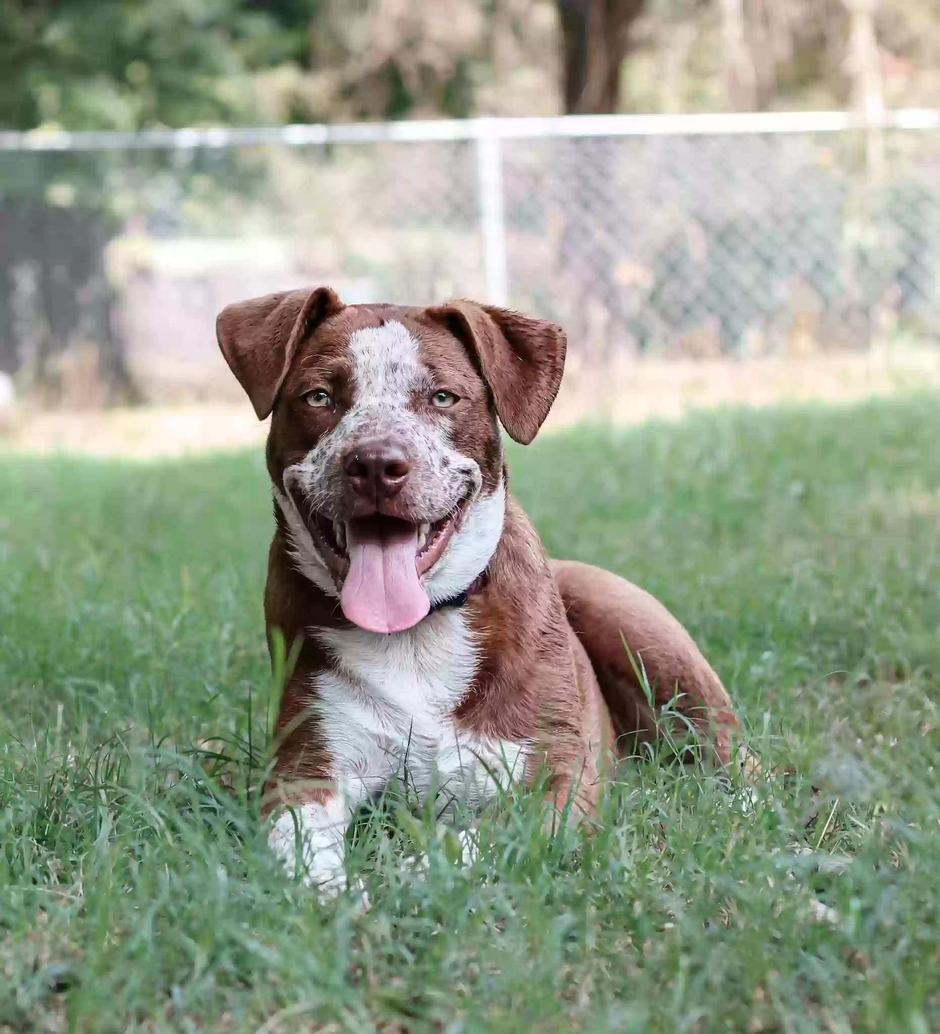 adoptable Dog in Lindale,TX named Osha