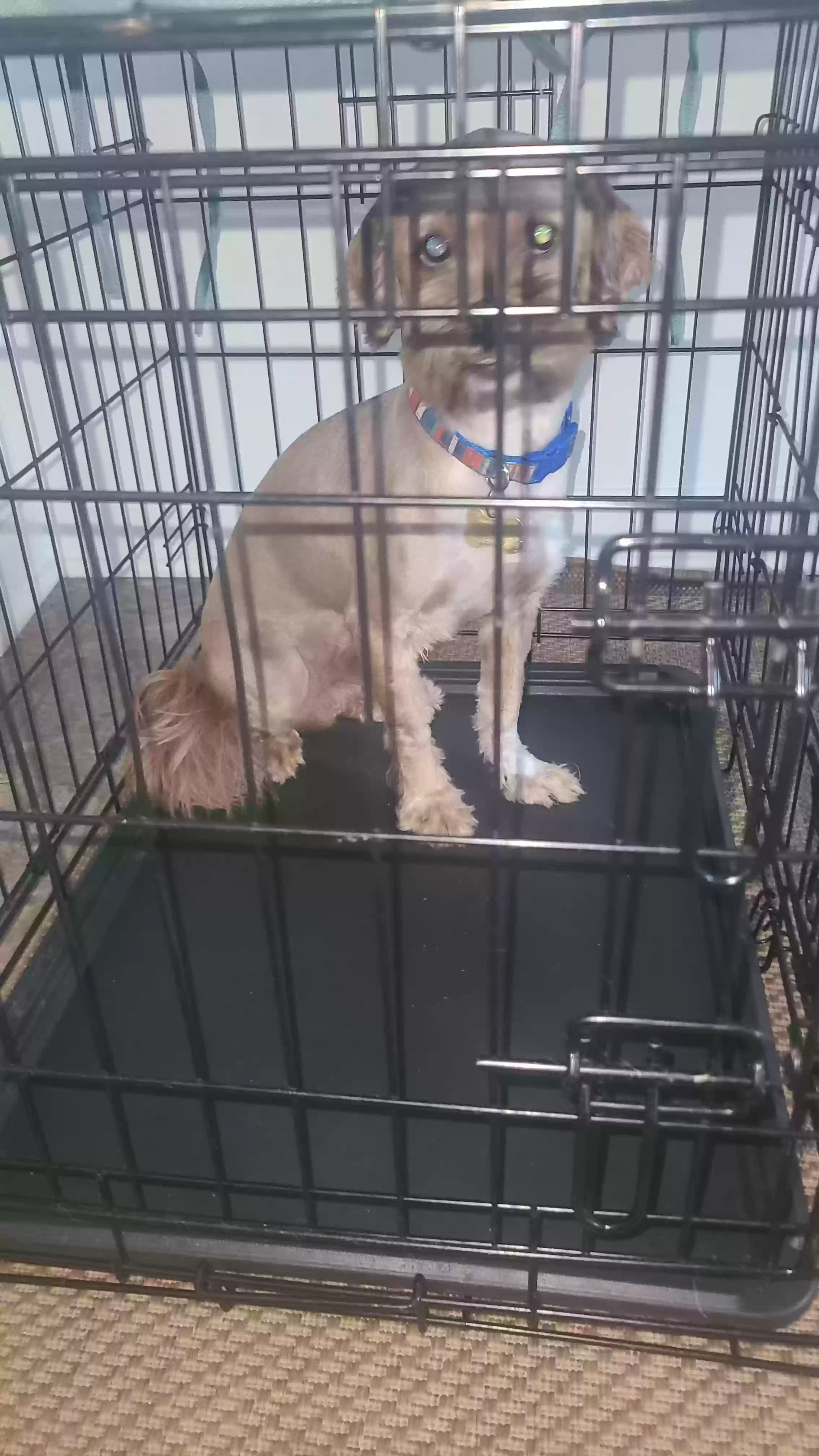 adoptable Dog in Franklin,IN named Moses