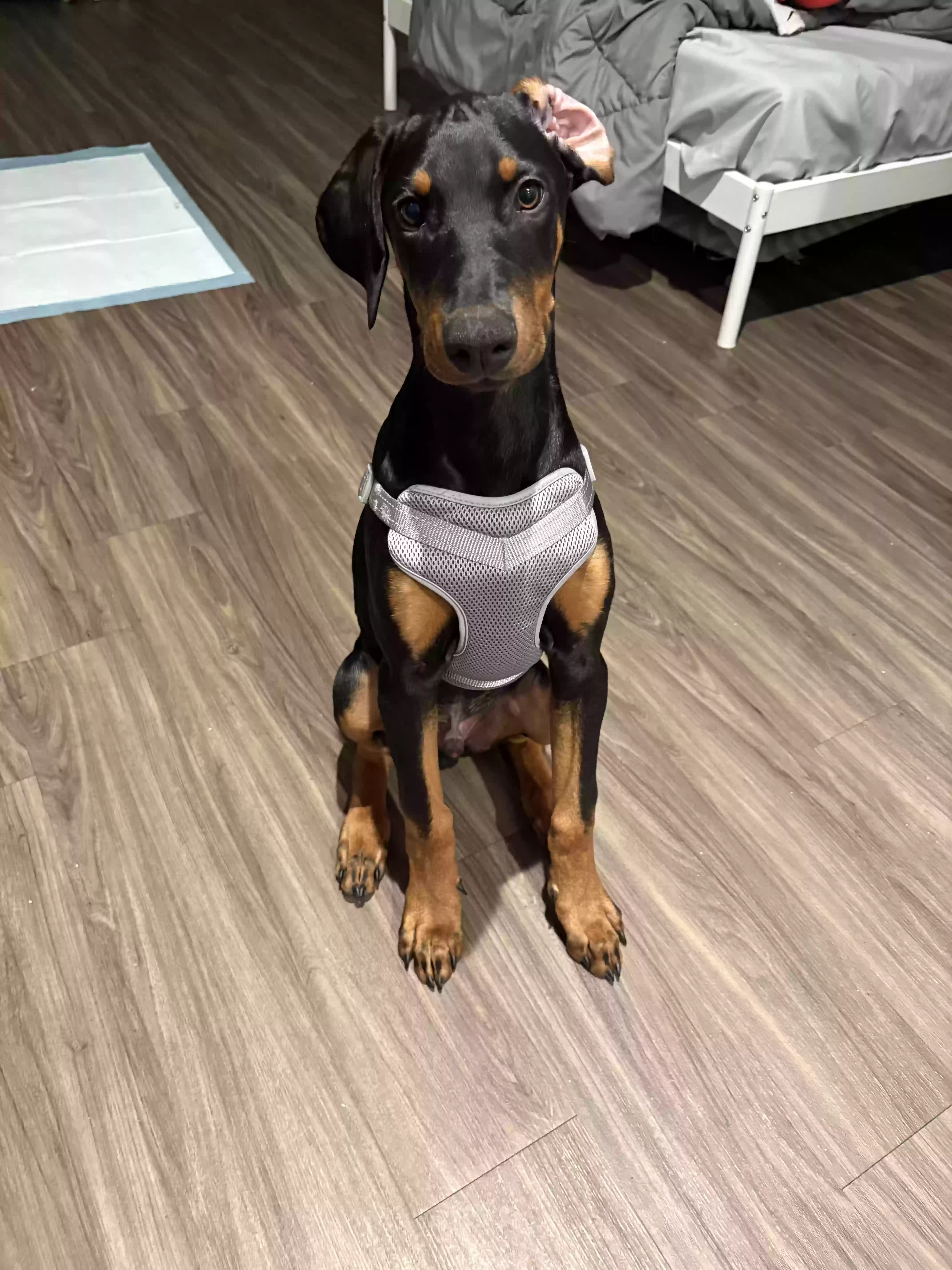 adoptable Dog in Los Angeles,CA named Milo