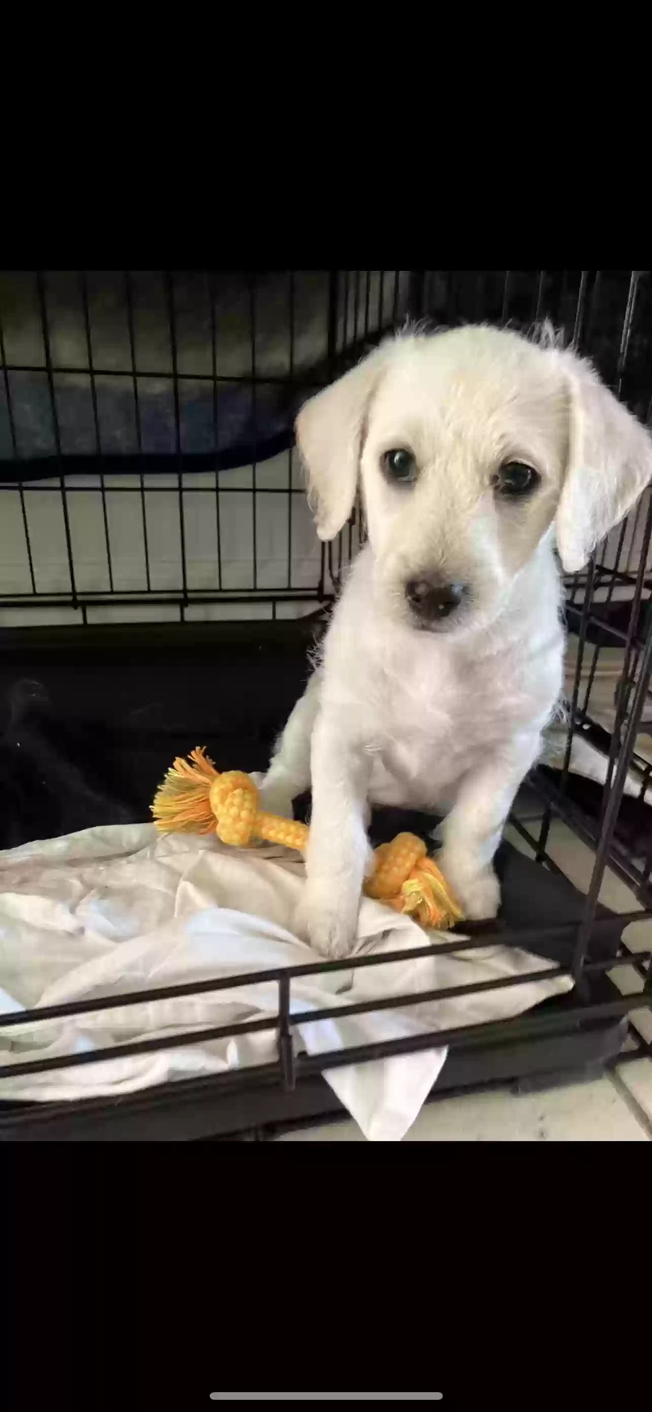 adoptable Dog in El Cajon,CA named Matcha