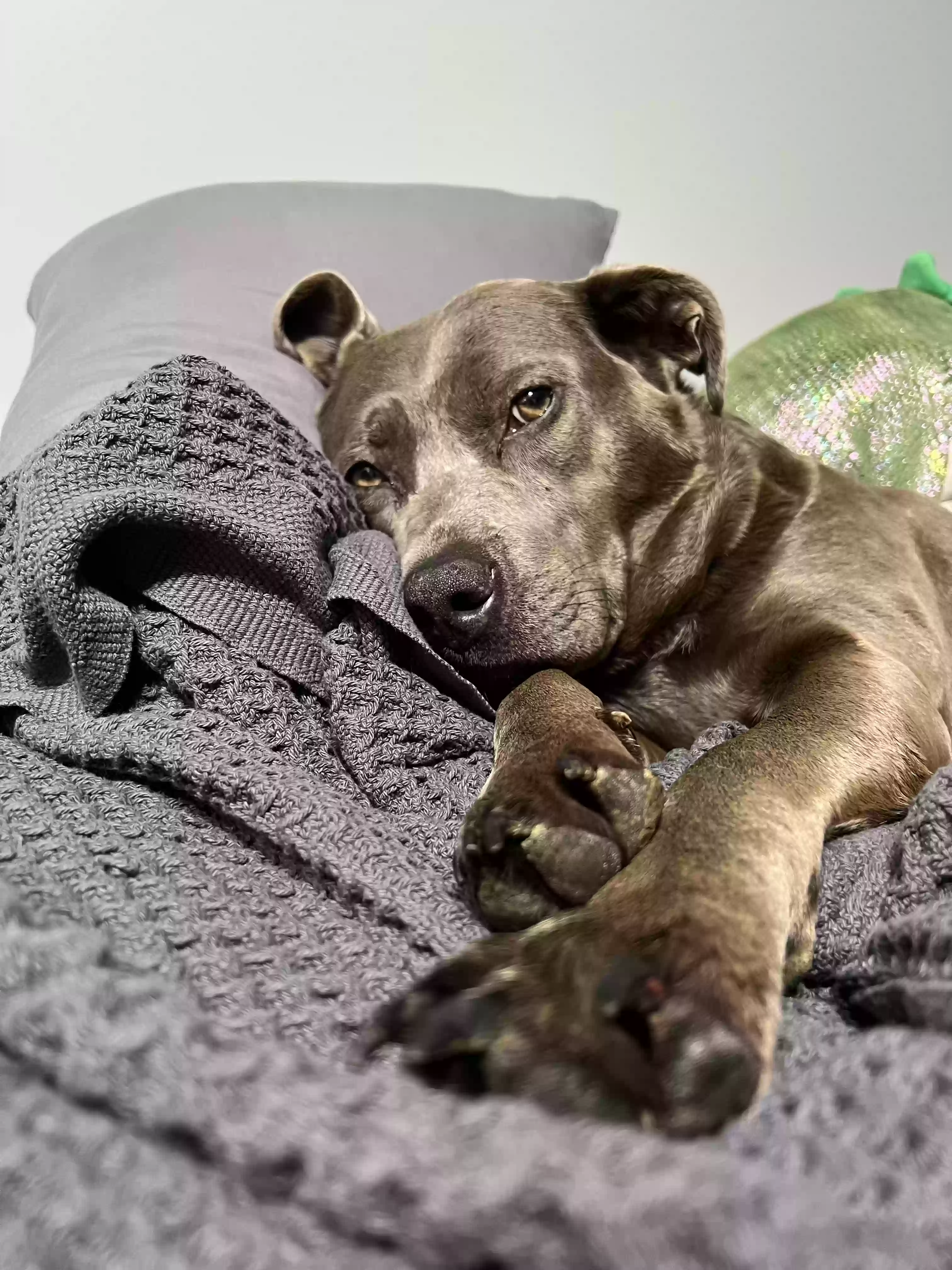 adoptable Dog in Norwood,PA named Stella