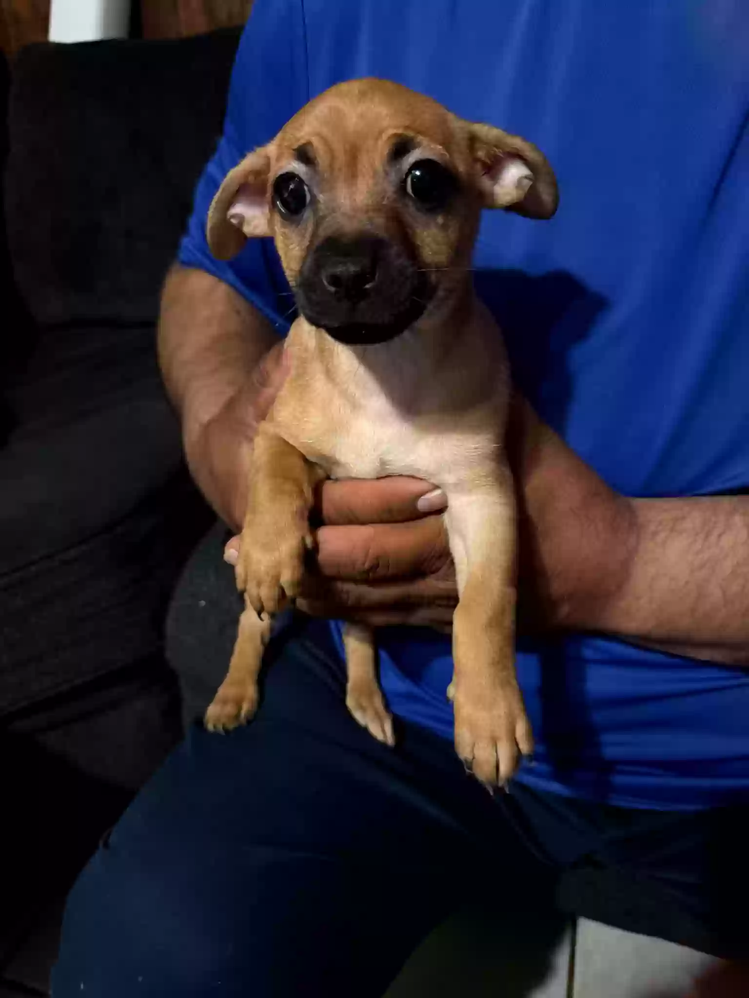 adoptable Dog in Biola,CA named None