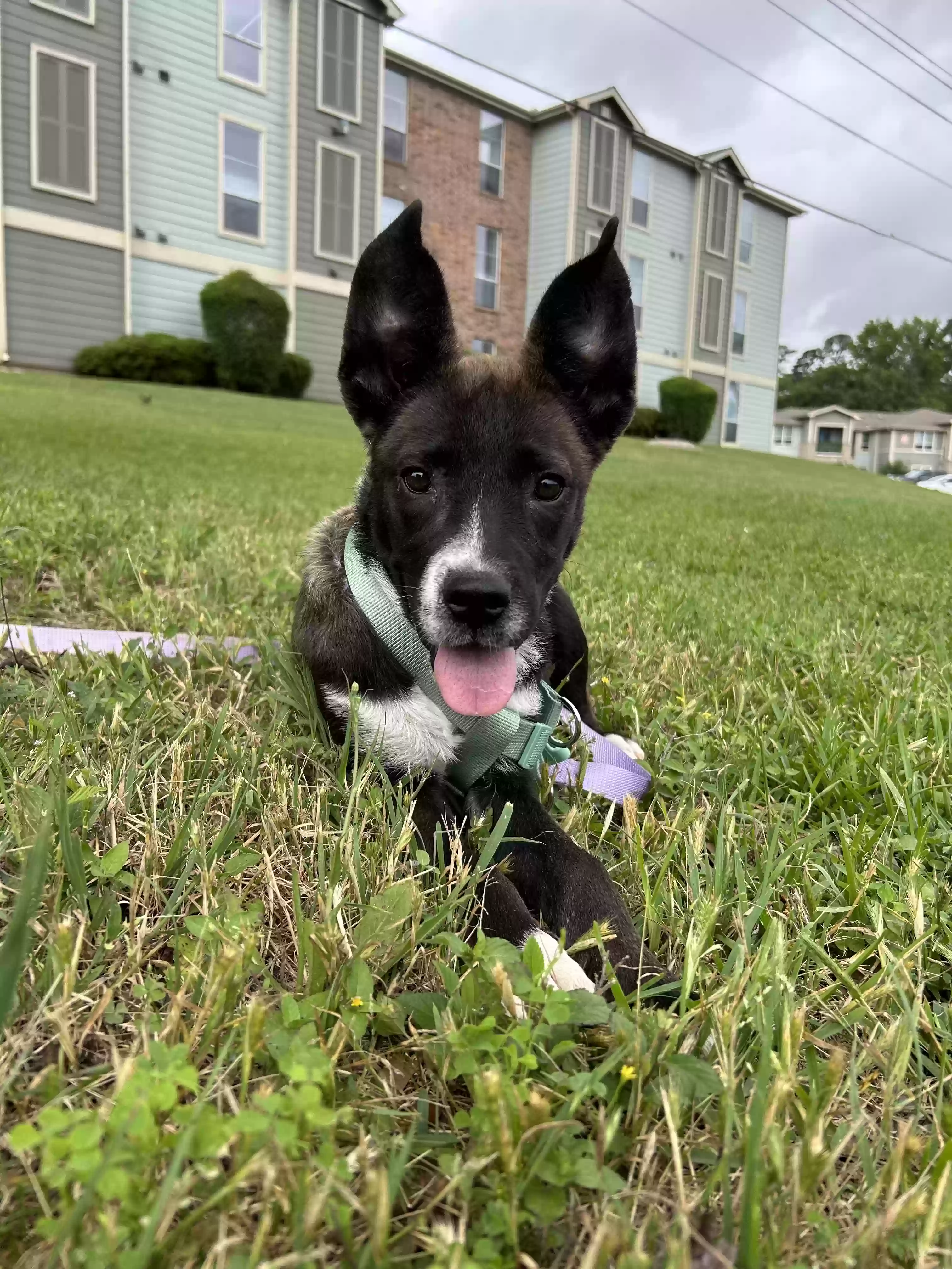 adoptable Dog in Midlothian,TX named Freya