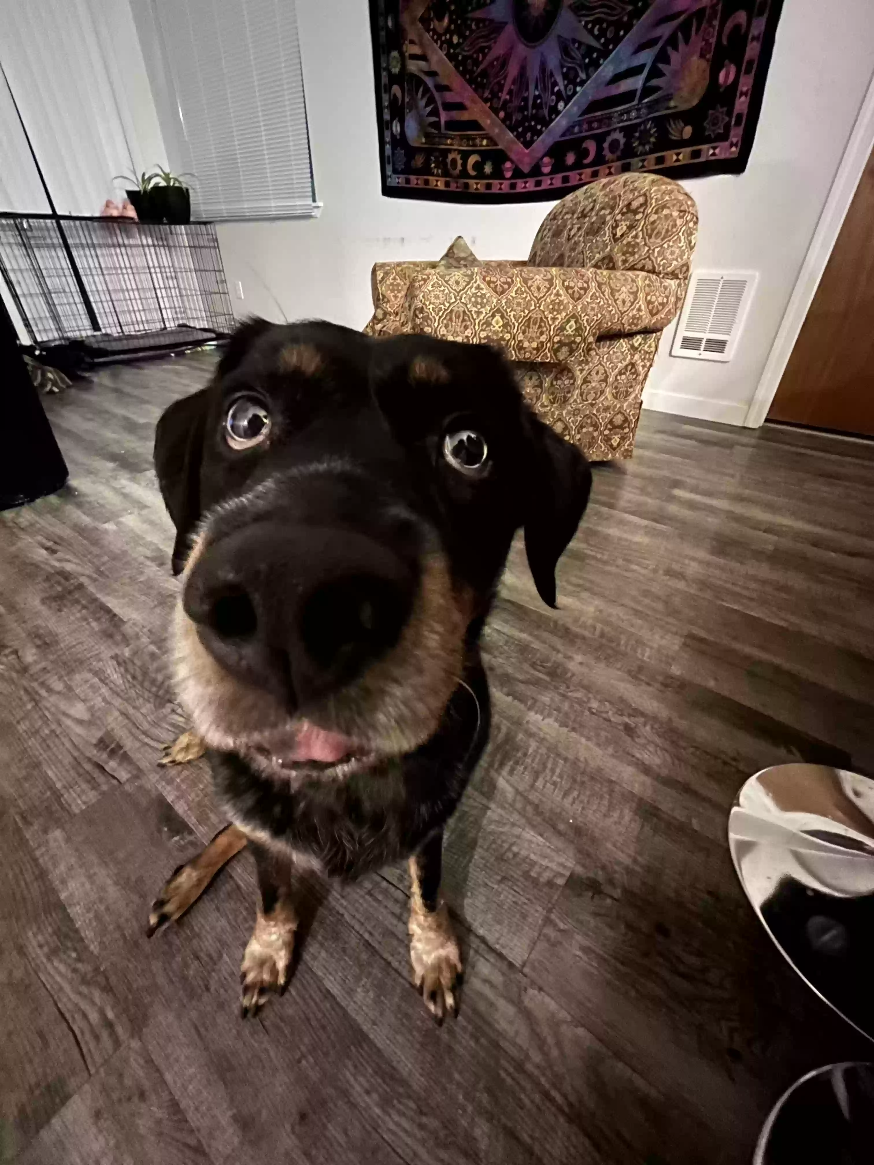 adoptable Dog in Spokane,WA named Piper