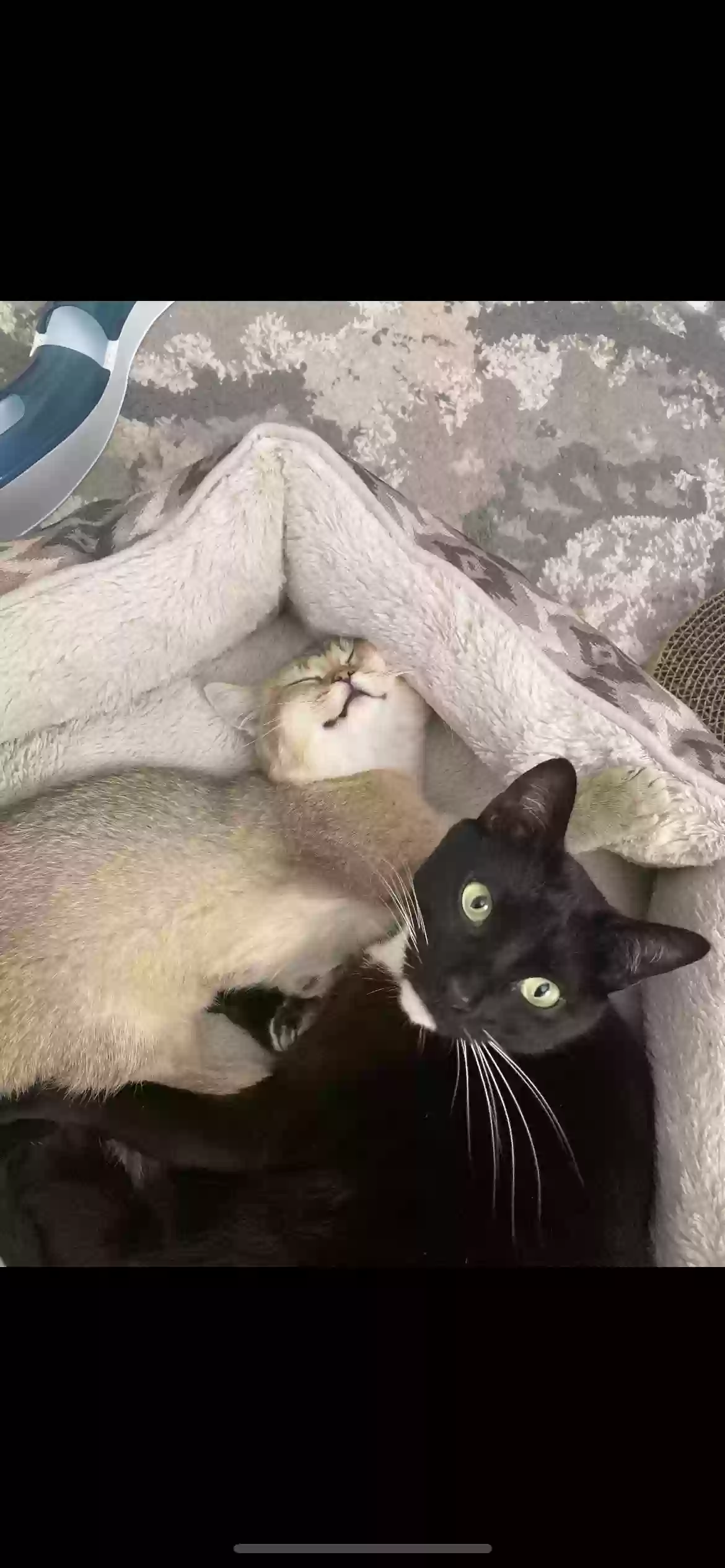 adoptable Cat in Naples,FL named Gibson