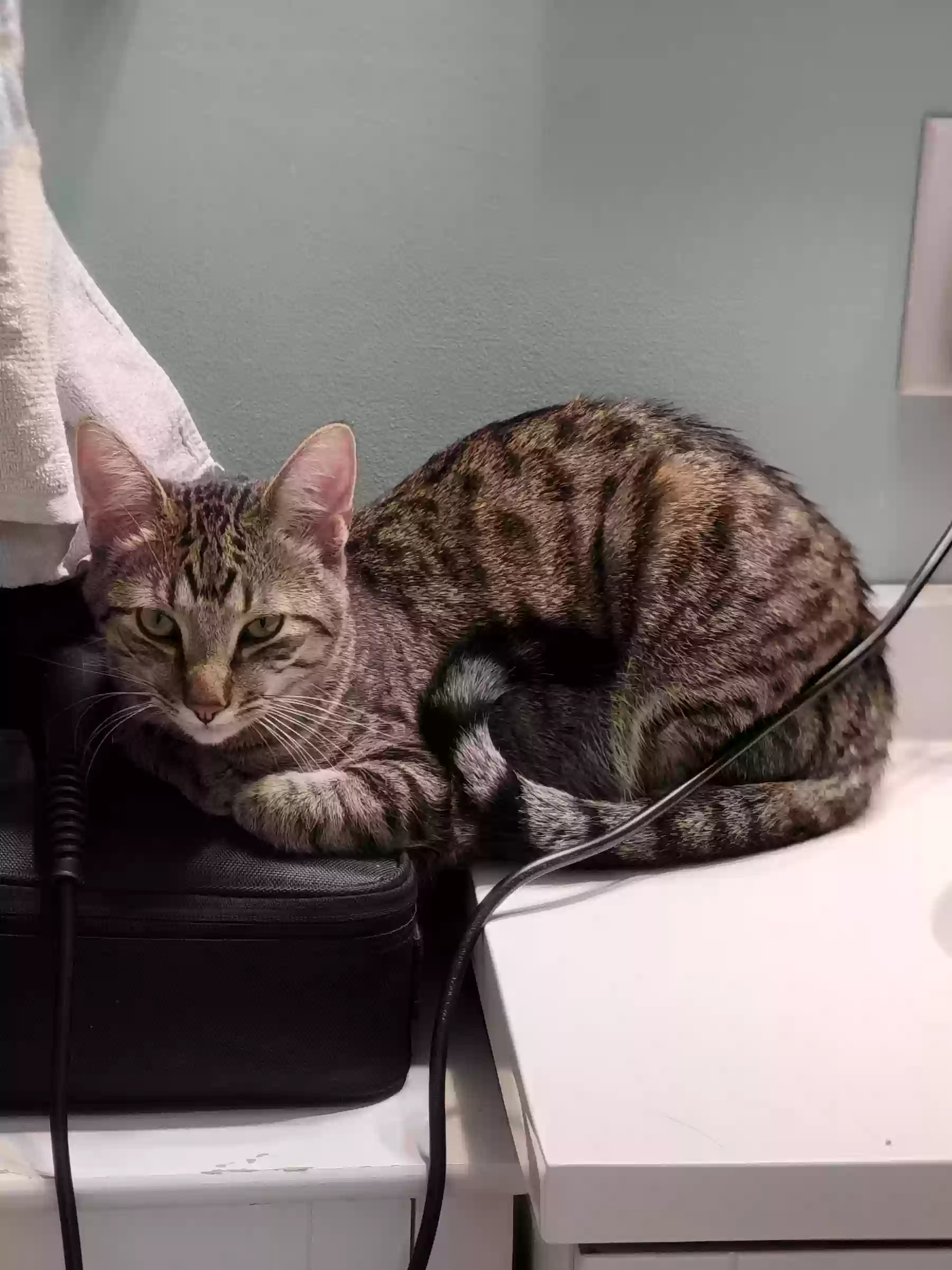 adoptable Cat in Bedford,IN named Cedar
