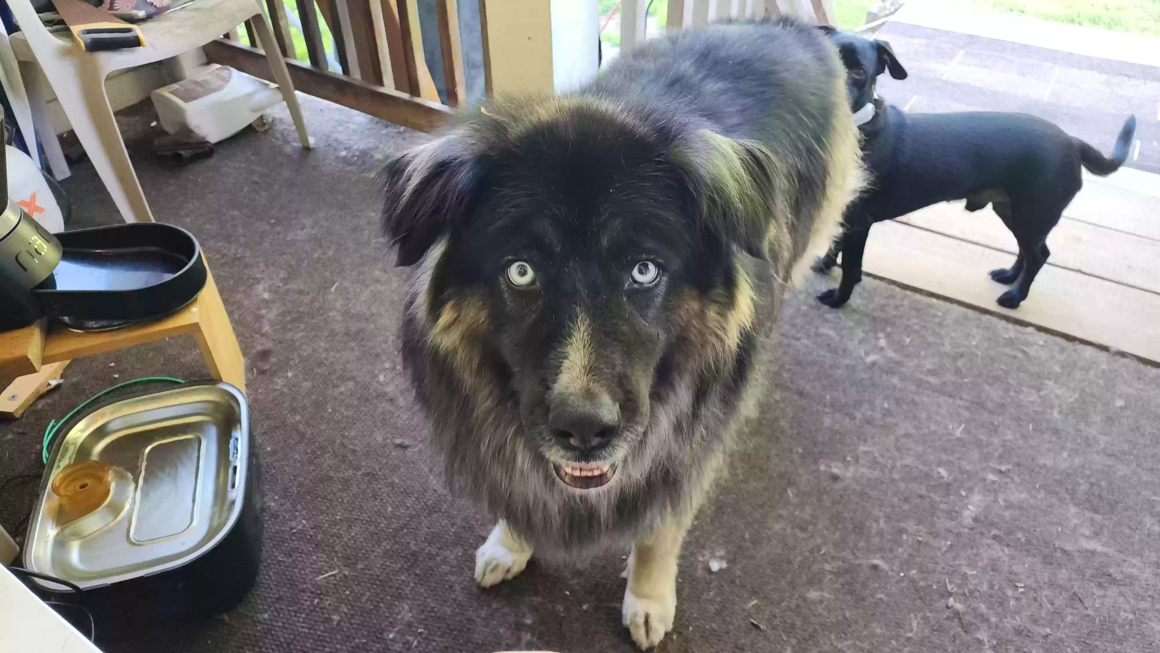 adoptable Dog in Graham,WA named Ghost