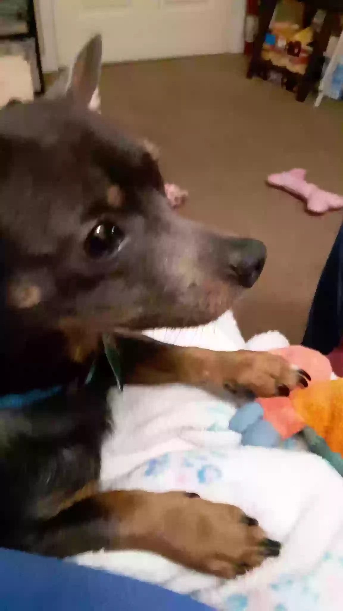 adoptable Dog in Minden,LA named Buddy