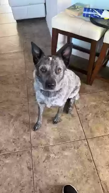 adoptable Dog in Katy,TX named Milo