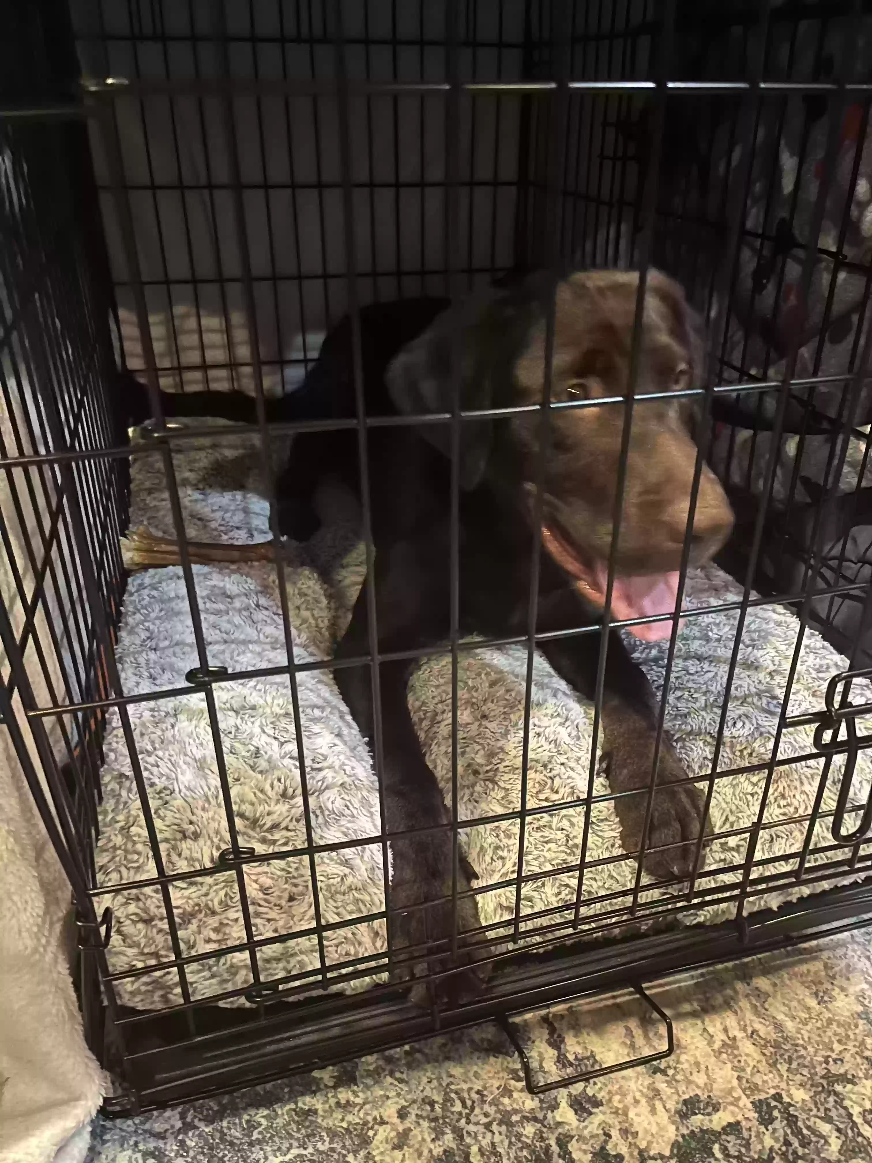 adoptable Dog in Madison Heights,MI named 