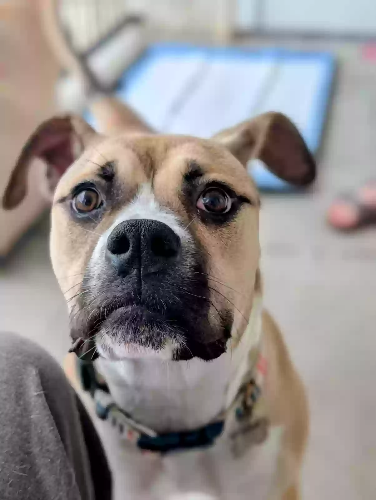 adoptable Dog in Frisco,TX named Freyja