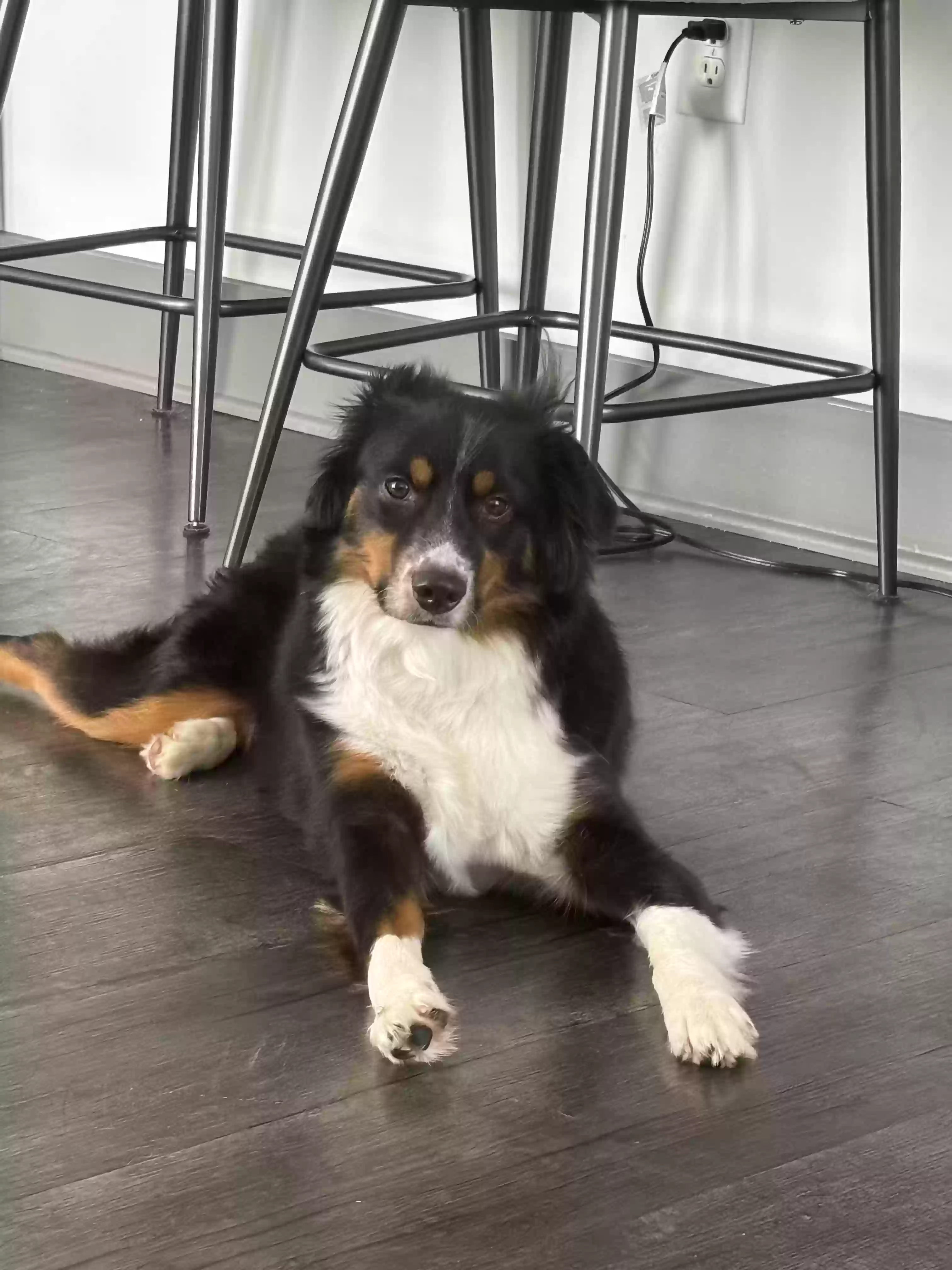 adoptable Dog in Duluth,GA named Yoshi