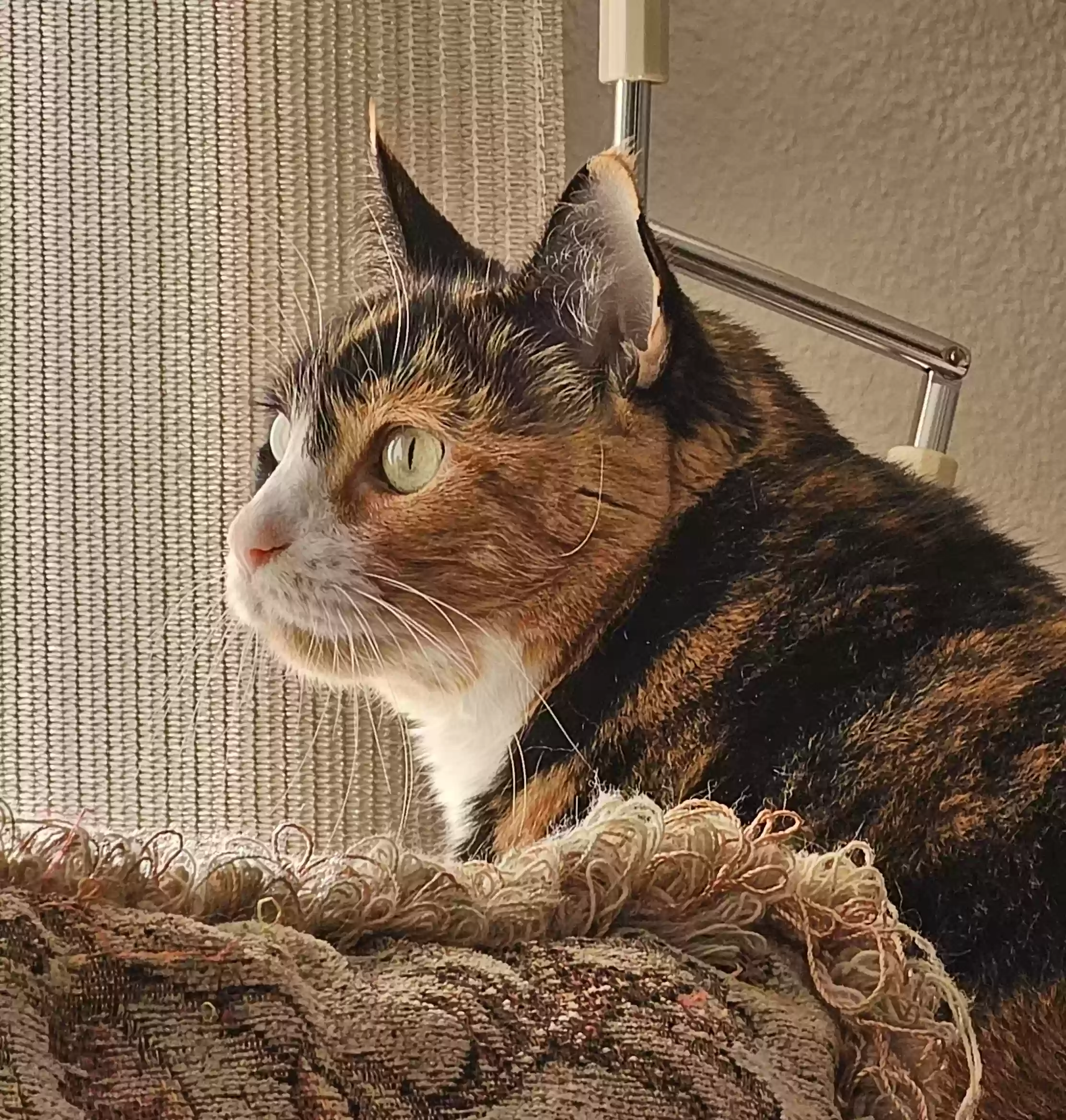 adoptable Cat in Abilene,TX named Calie