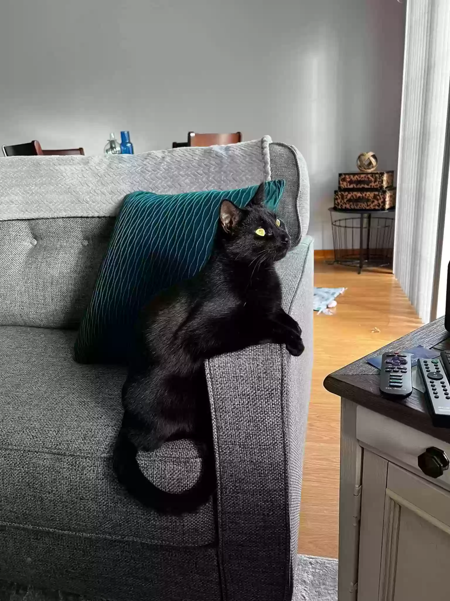 adoptable Cat in Mission,TX named Finn