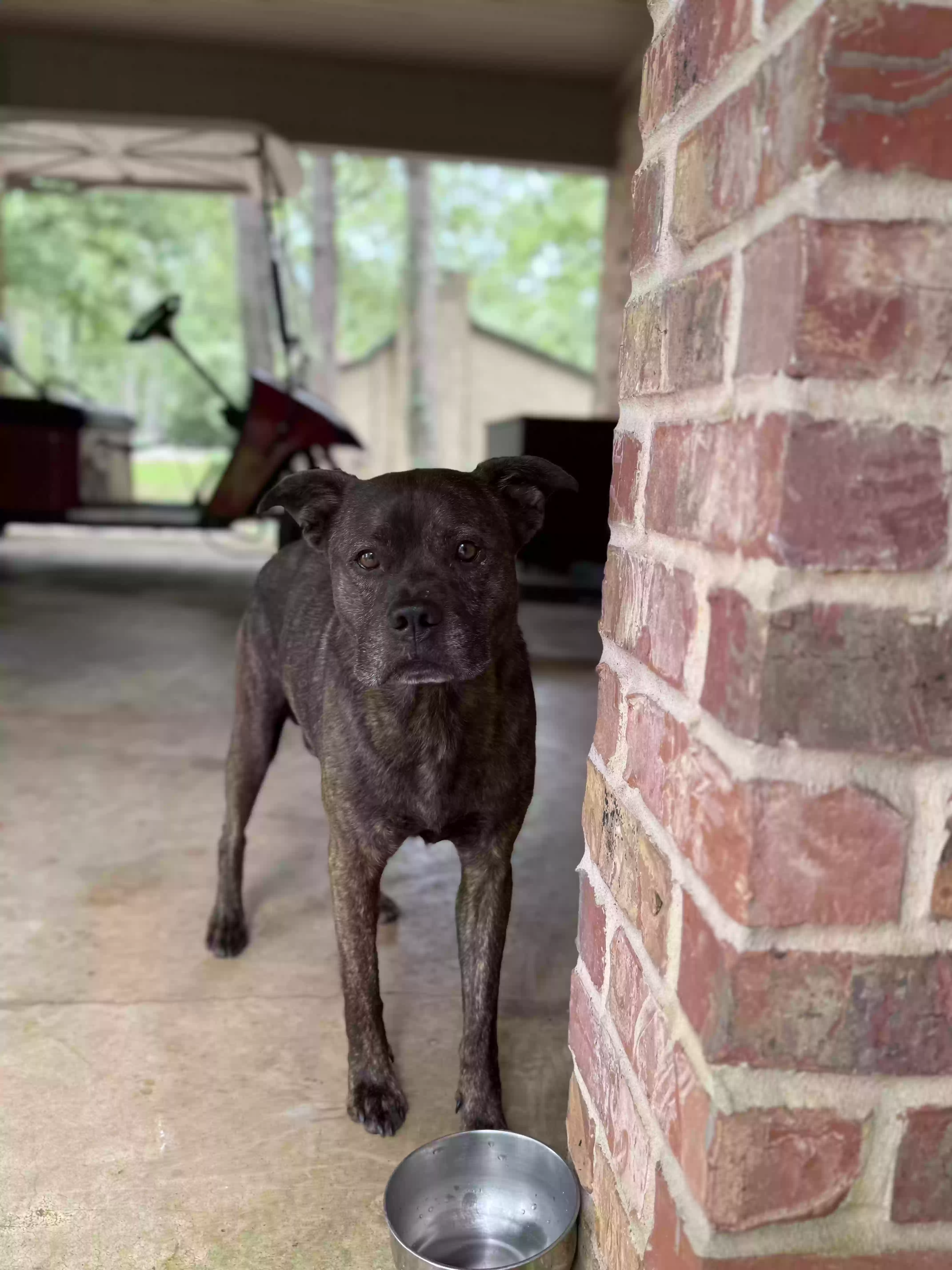 adoptable Dog in Nacogdoches,TX named Auggie