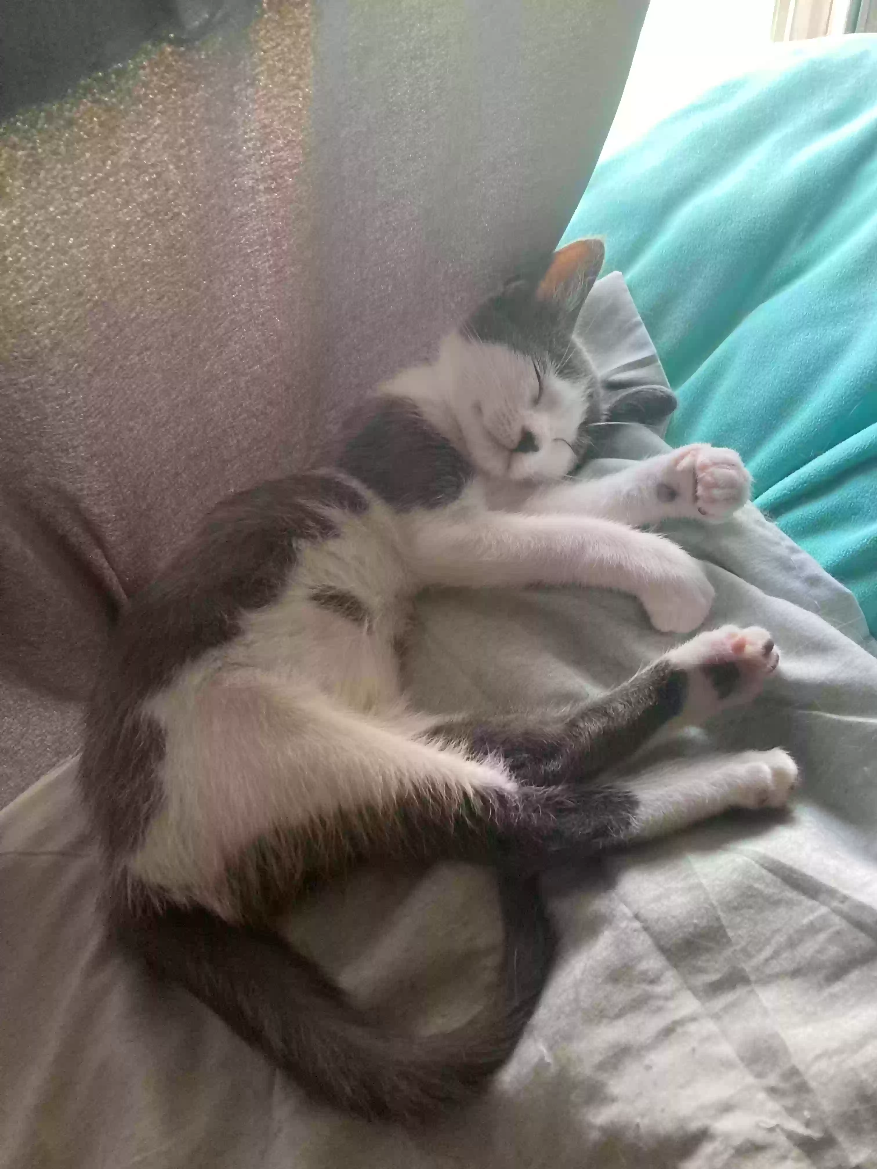 adoptable Cat in Hewitt,TX named Jasmine