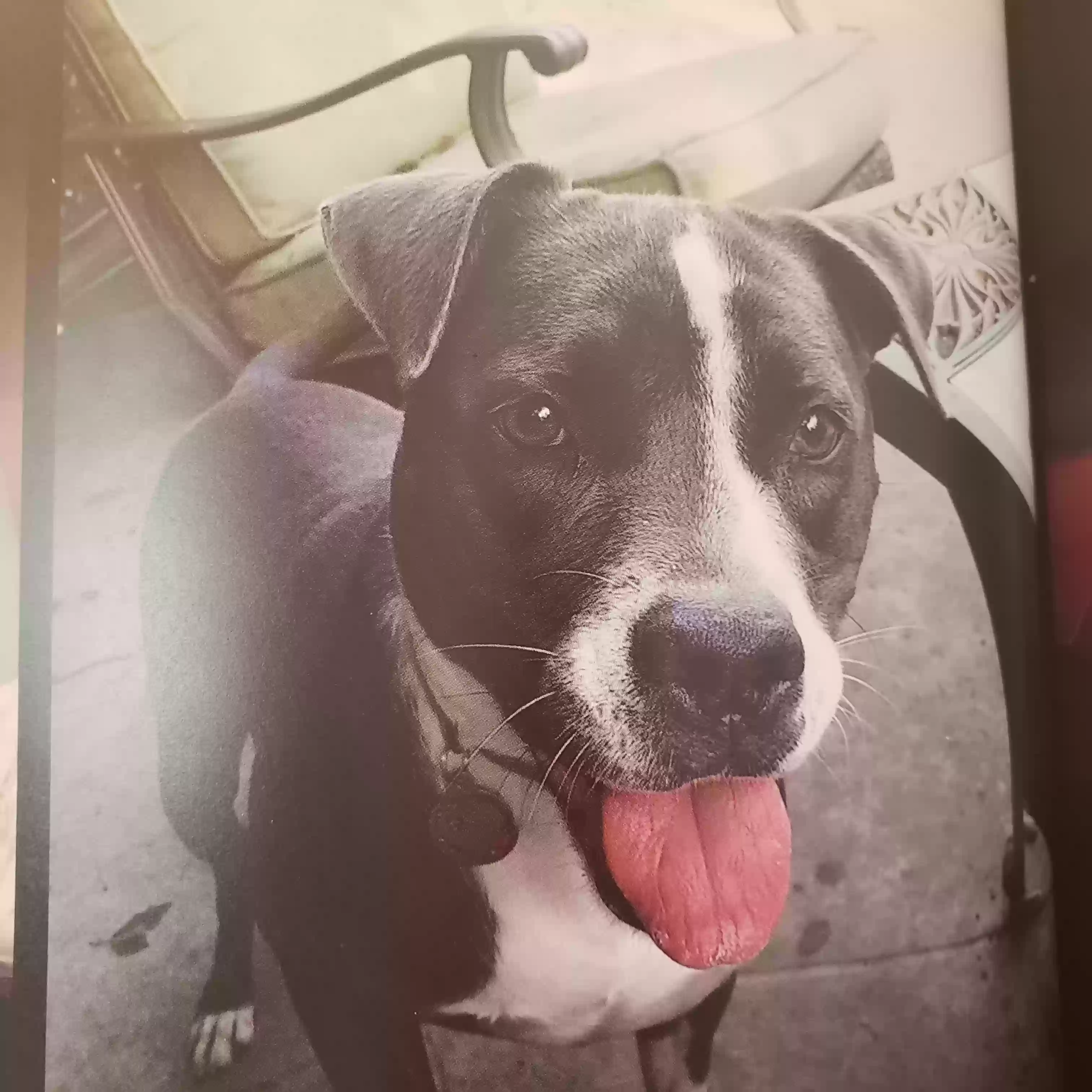 adoptable Dog in Tarzana,CA named Sadie