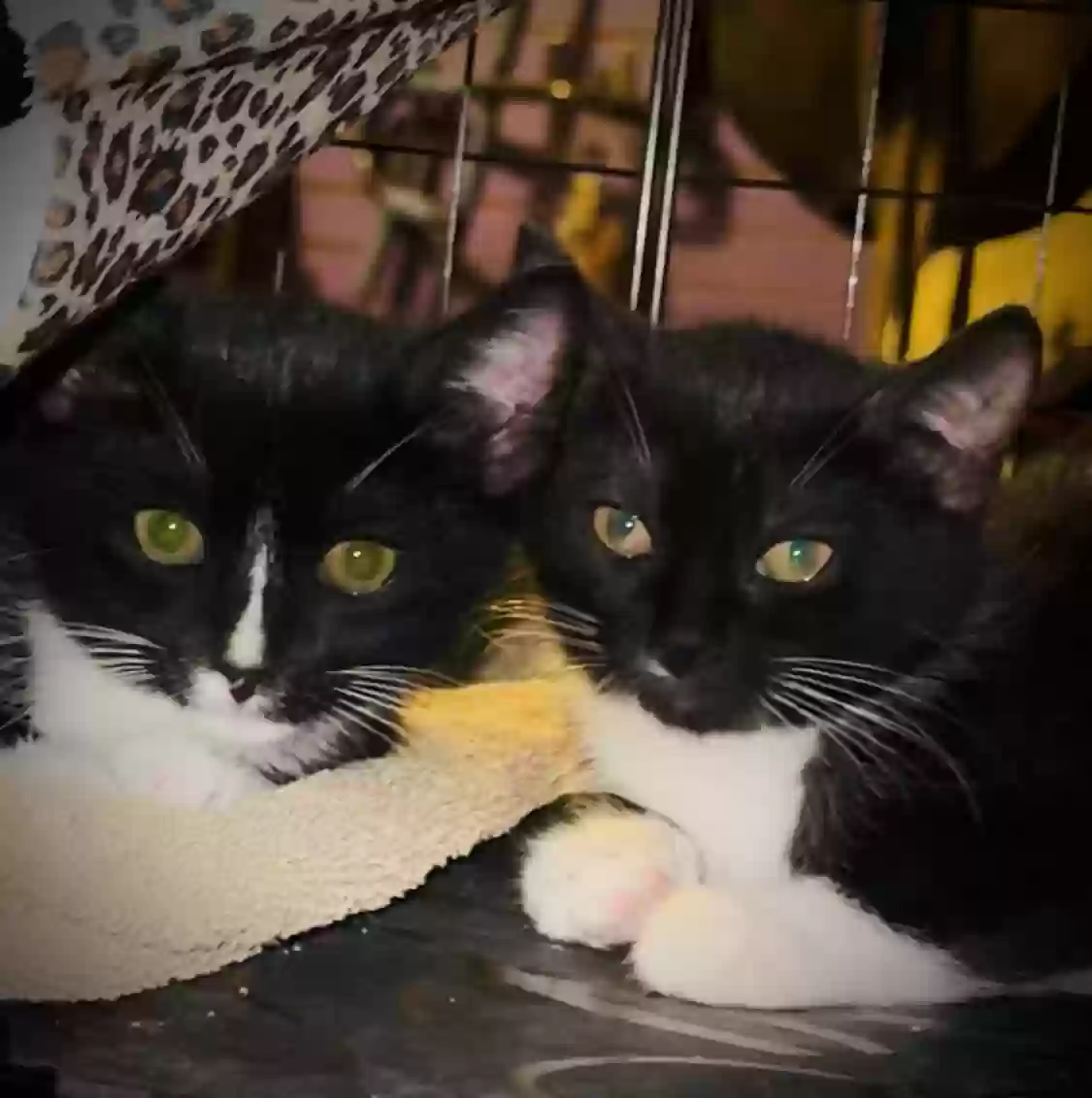 adoptable Cat in Denver,PA named