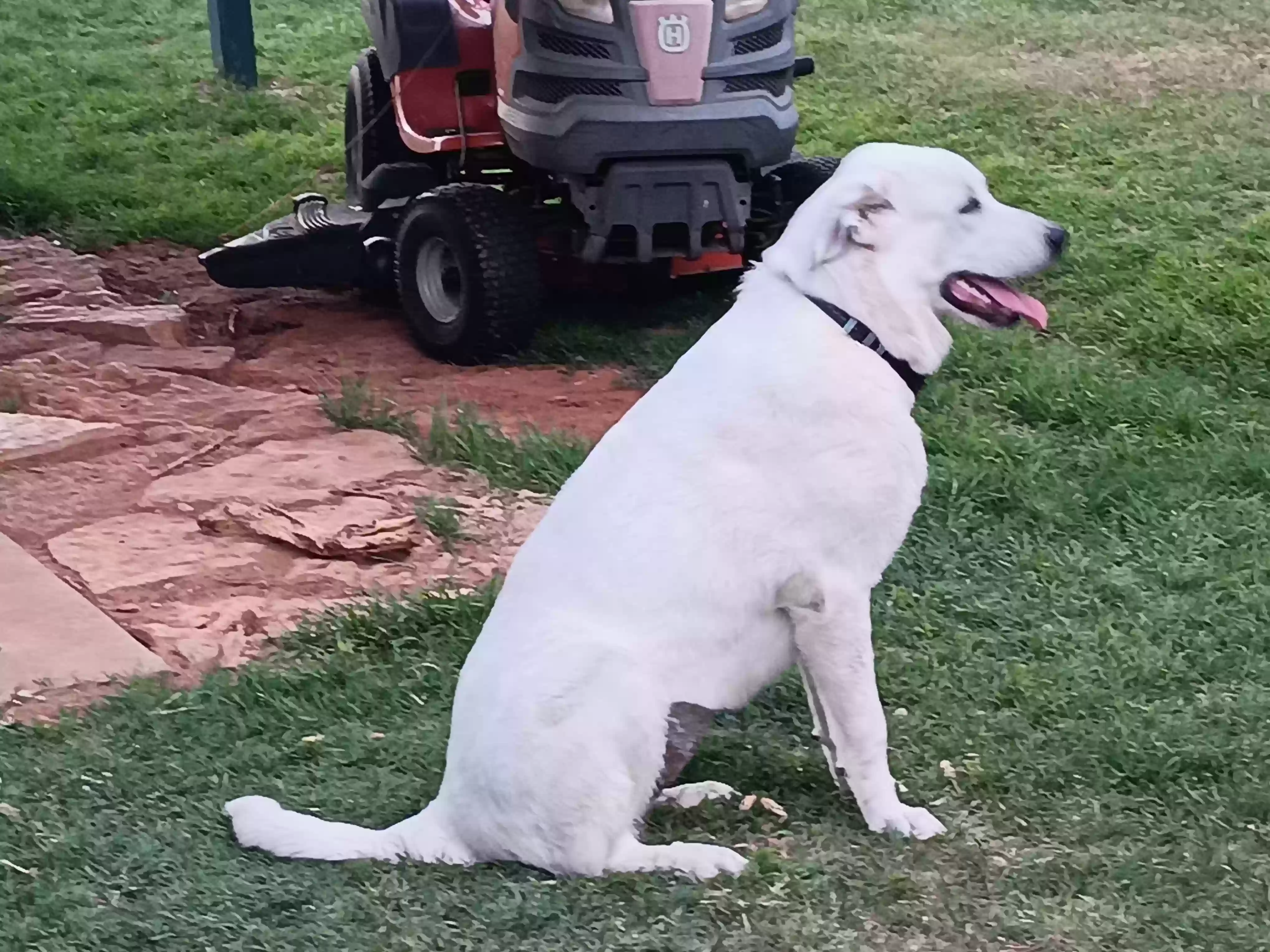 adoptable Dog in Rotan,TX named Bo