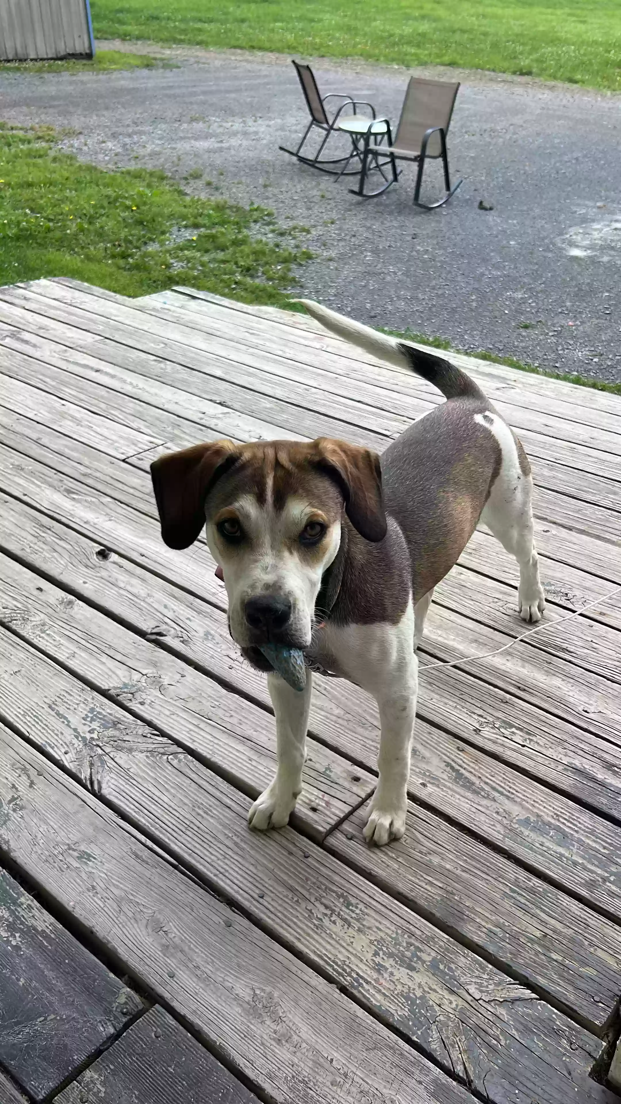 adoptable Dog in Warren Center,PA named Oakley