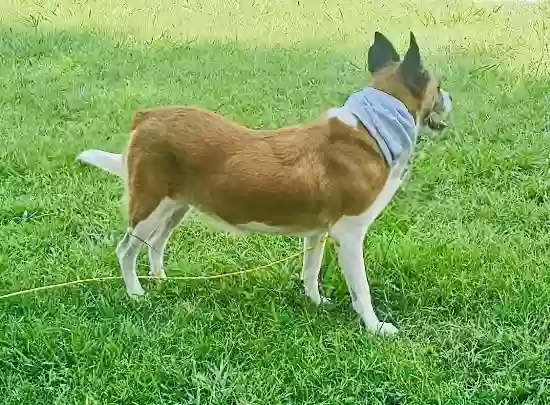 adoptable Dog in Dallas,TX named Buttercup