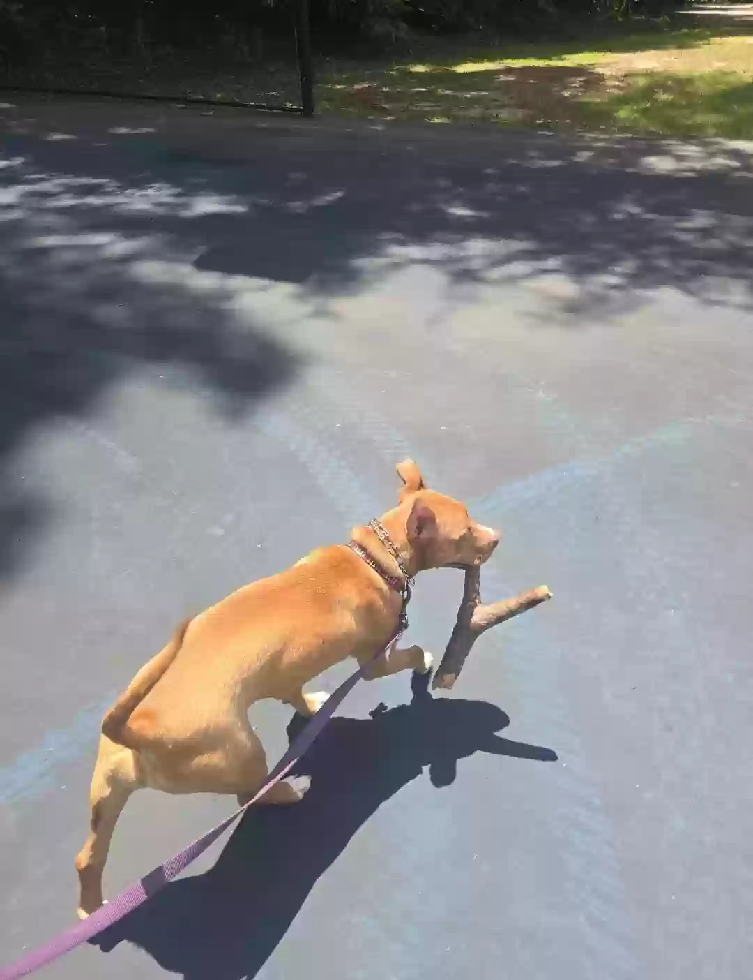 adoptable Dog in Memphis,TN named Kairi