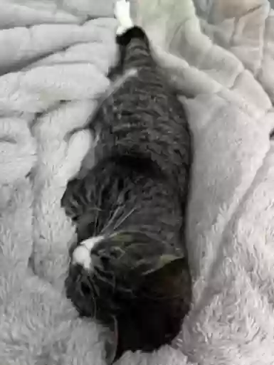 adoptable Cat in Oak Park,MI named Shadow