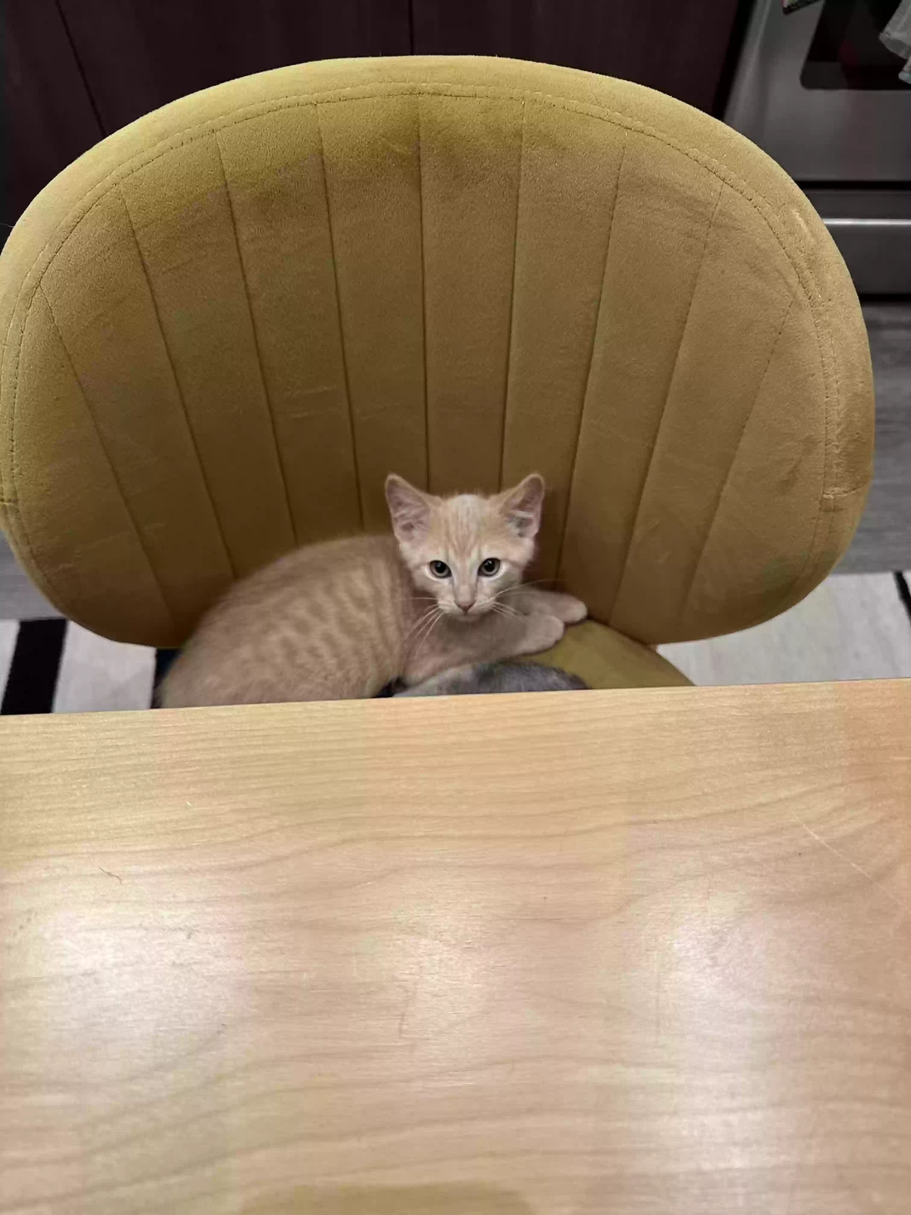 adoptable Cat in Huntington Park,CA named Panini