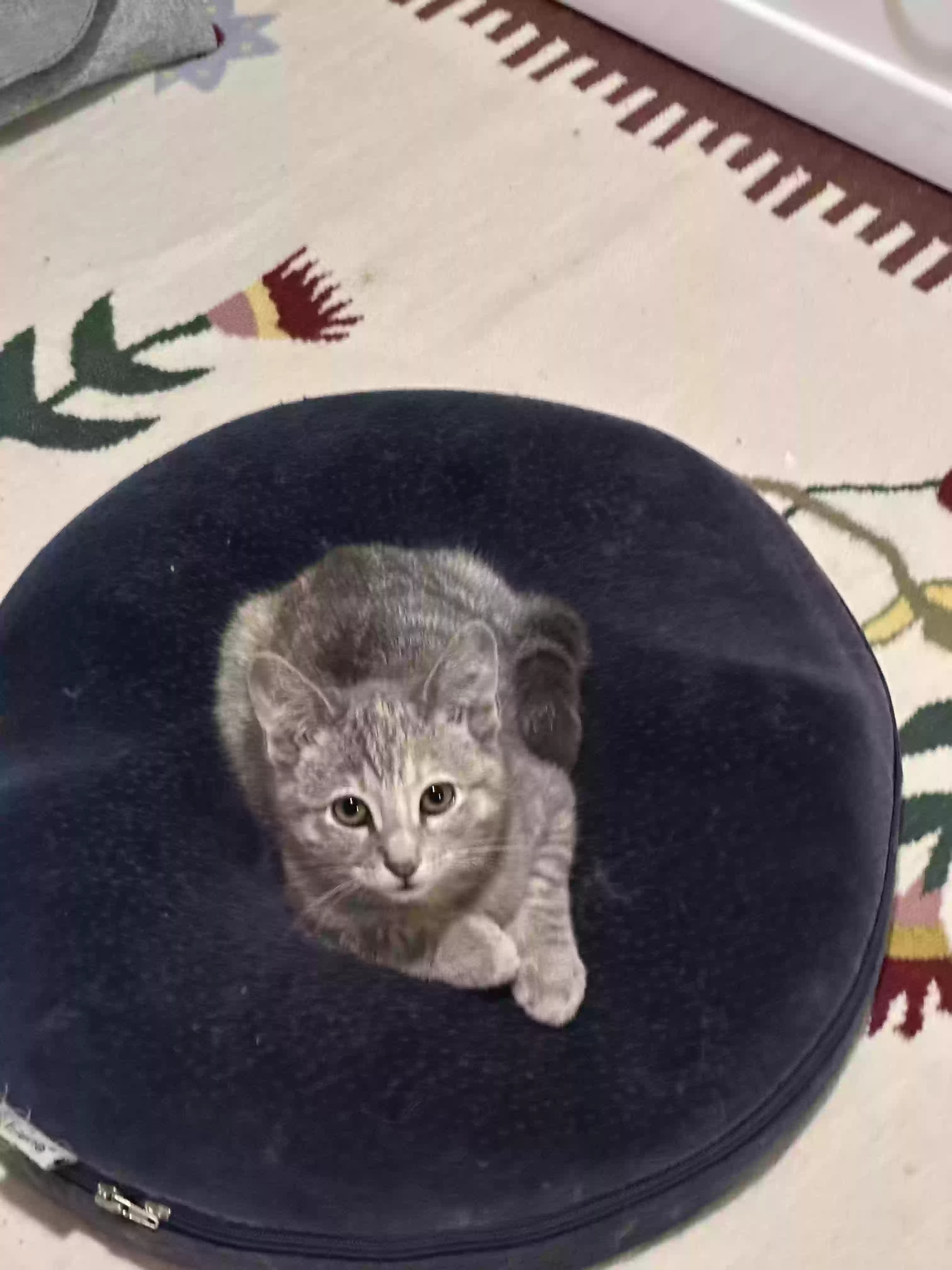 adoptable Cat in Huntington Park,CA named Bonita