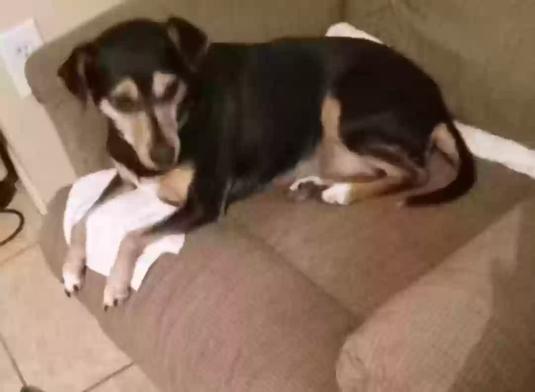 adoptable Dog in Sebring,FL named GiGi