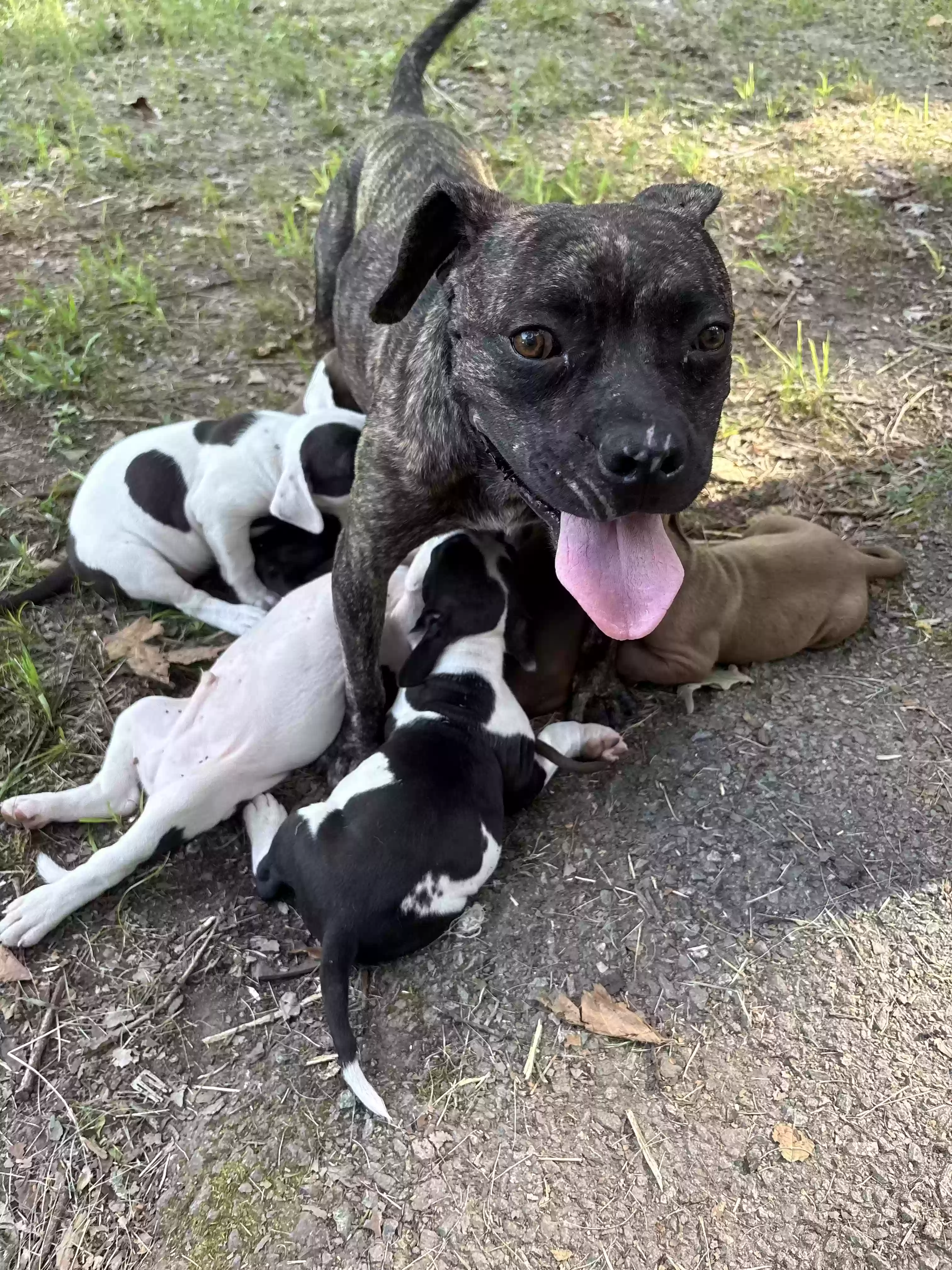 adoptable Dog in Little Rock,AR named Momma dog
