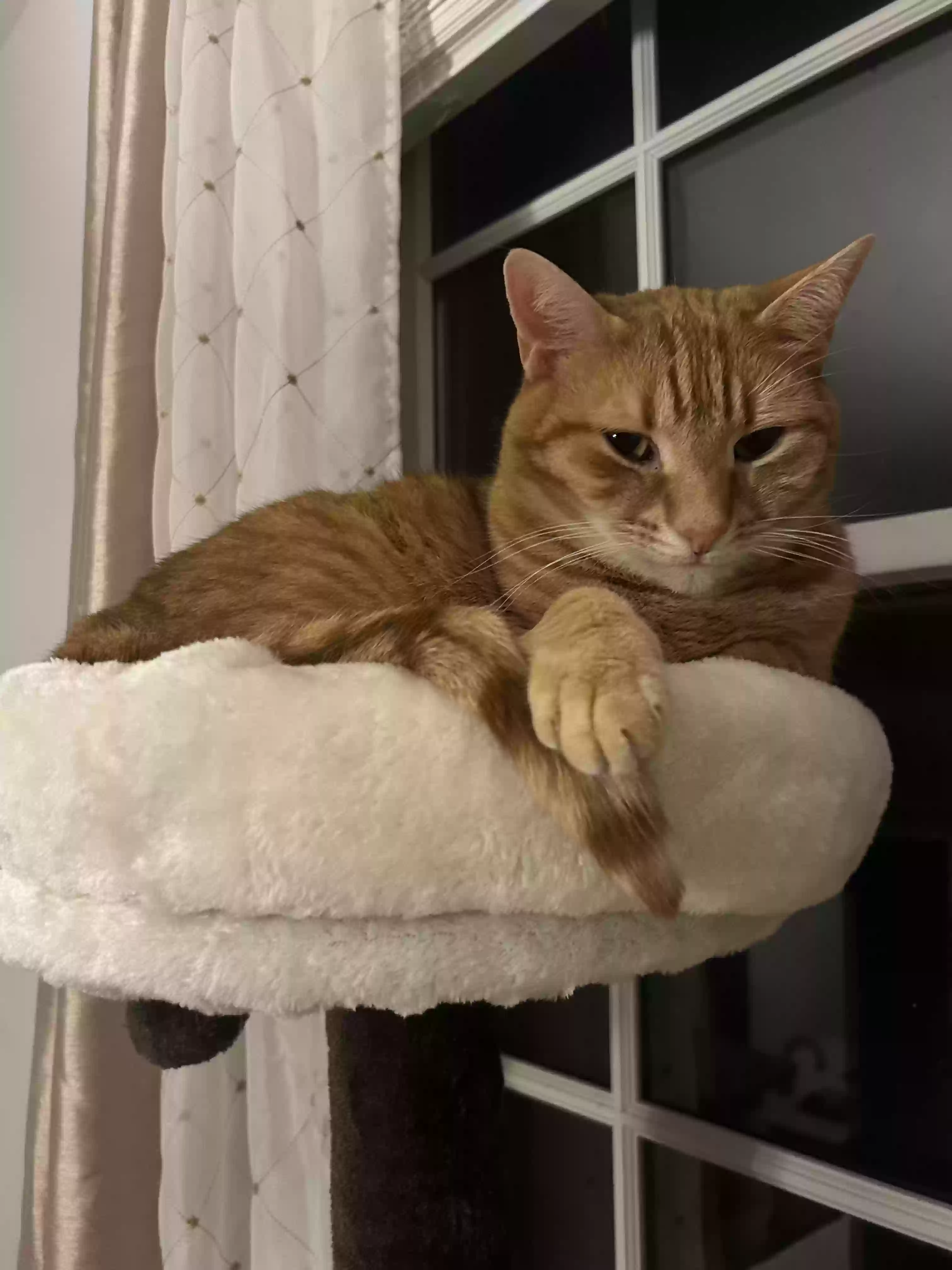 adoptable Cat in Palm,PA named Simon