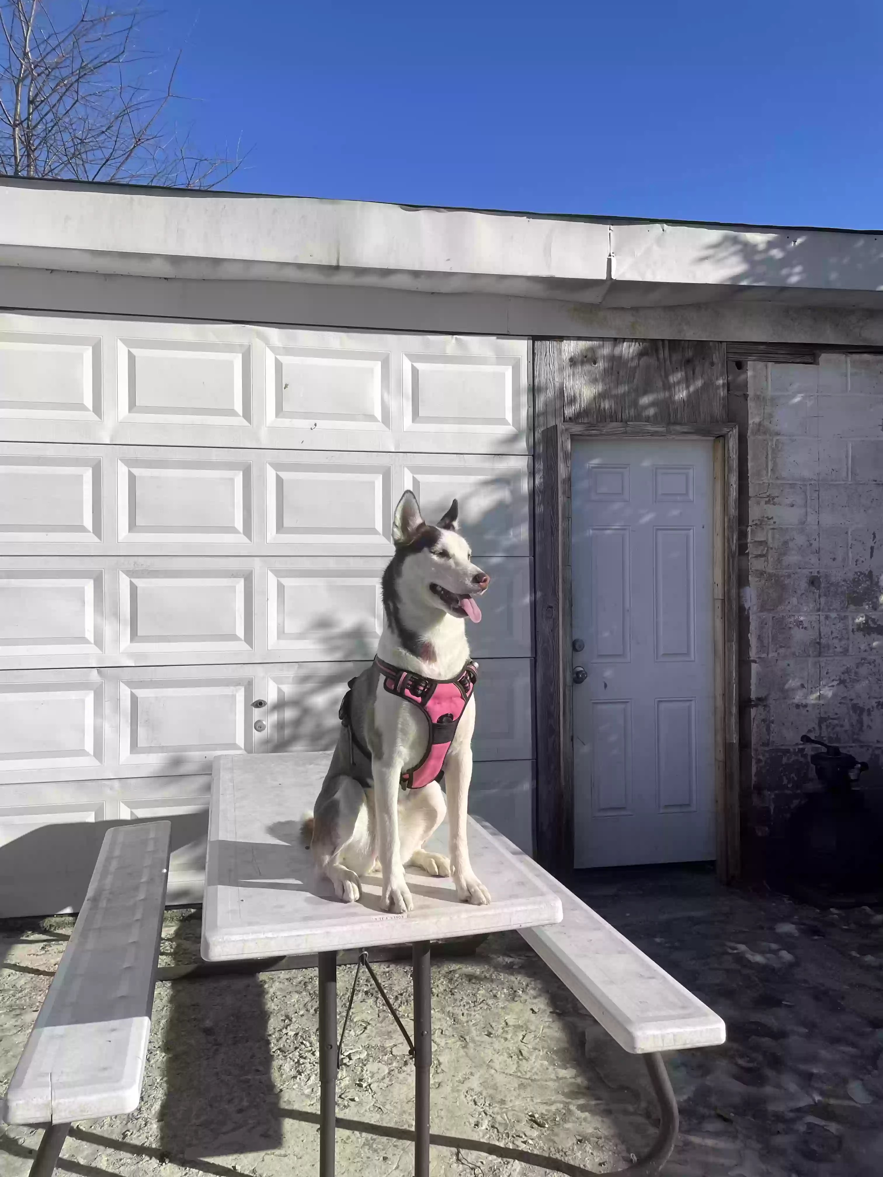 adoptable Dog in Newark,NJ named Kila