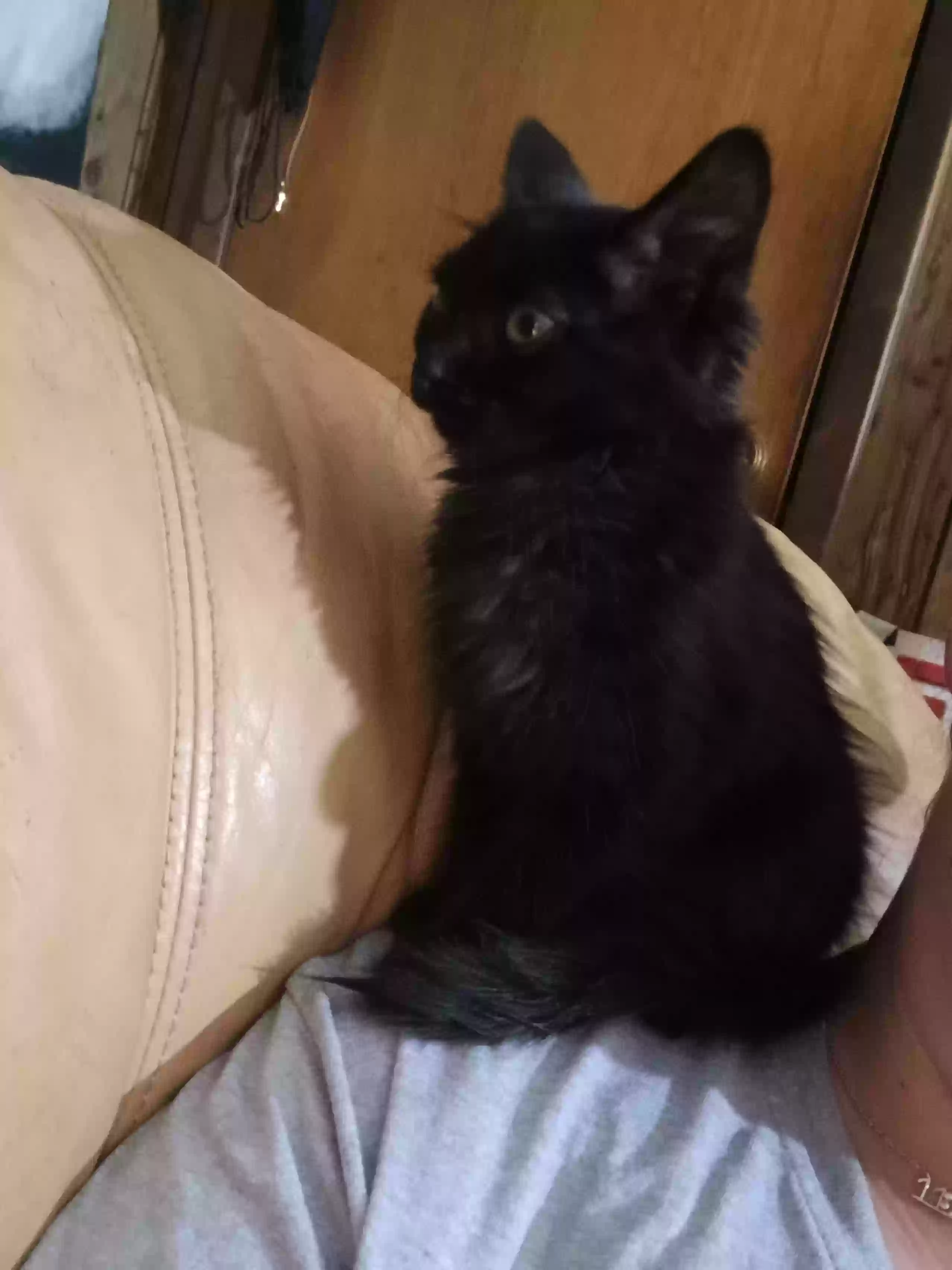 adoptable Cat in Okeechobee,FL named Salem