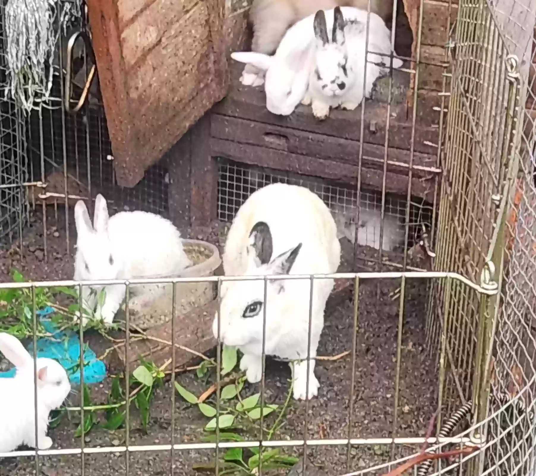 adoptable in Algonac,MI named Bunnies