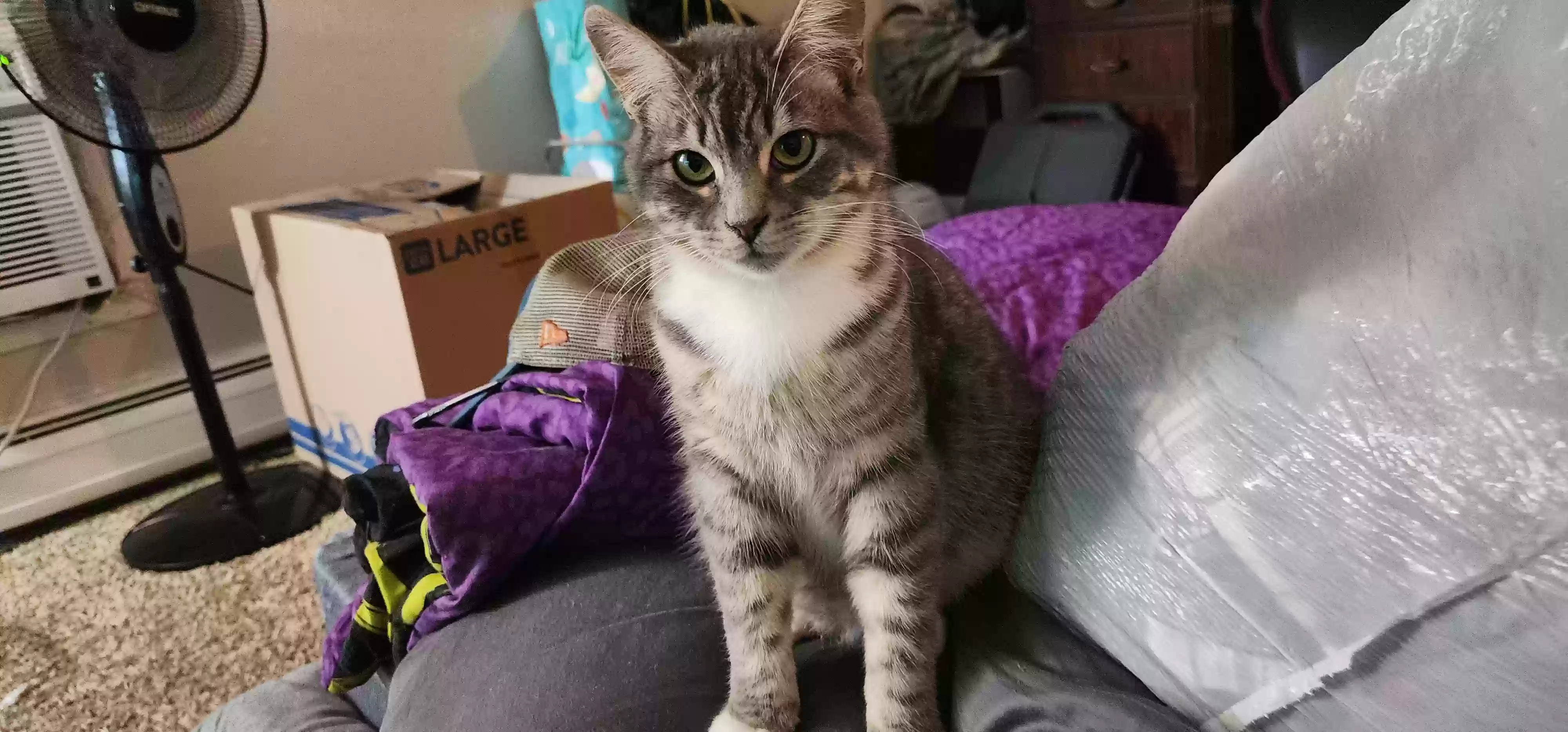 adoptable Cat in Amarillo,TX named Blitzo