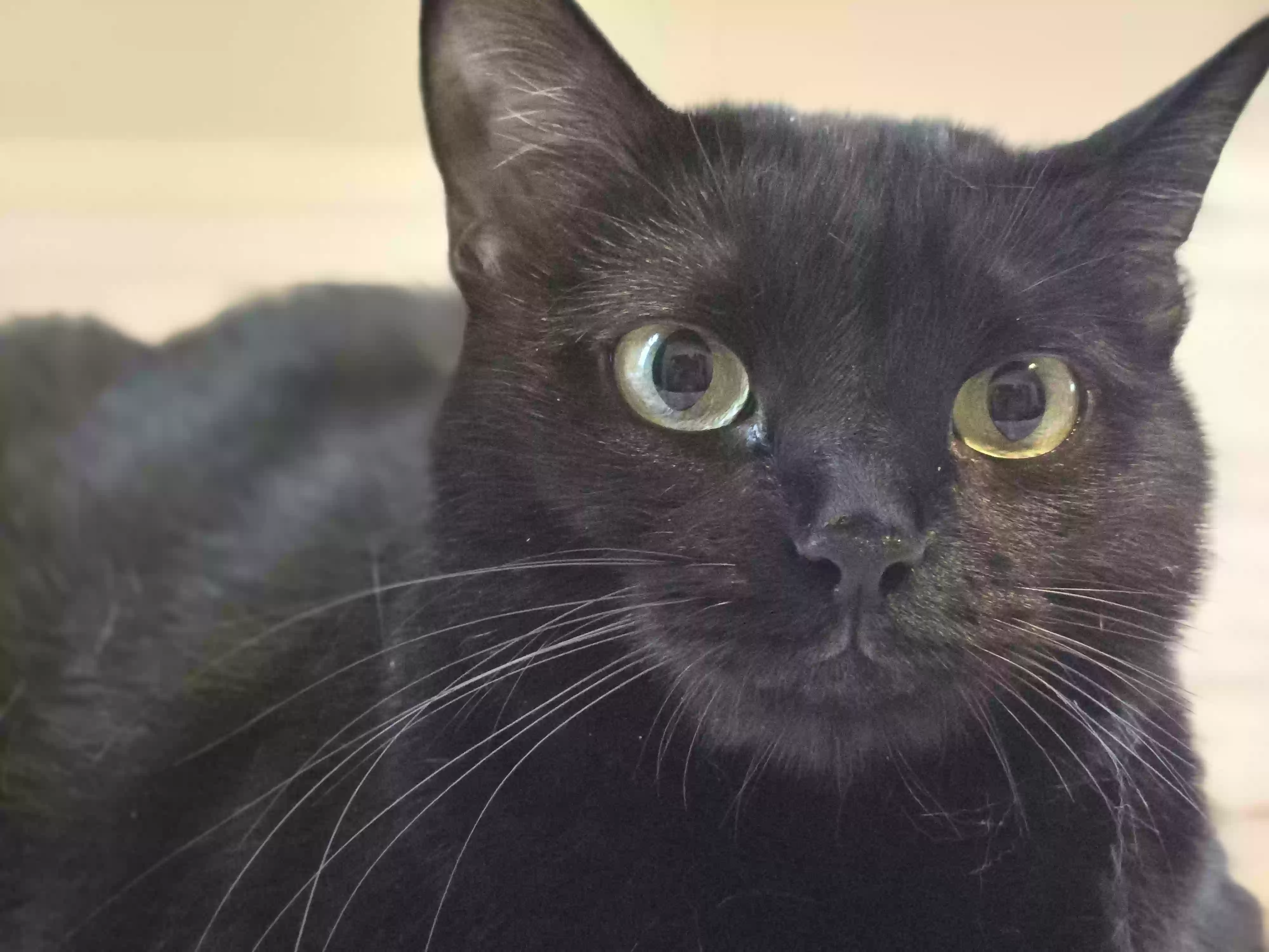 adoptable Cat in Amarillo,TX named Lucy