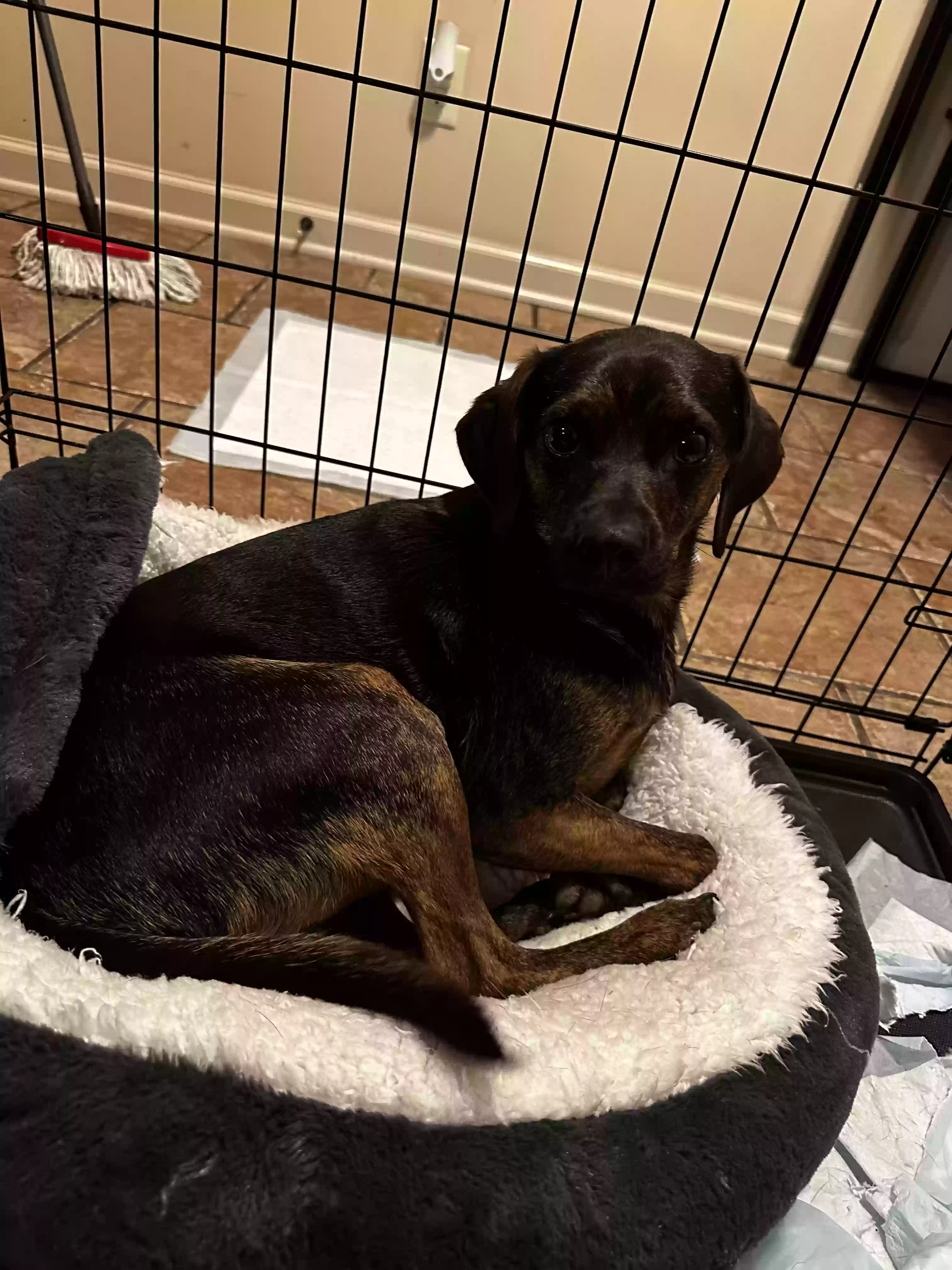 adoptable Dog in Clarksville,TN named Santi