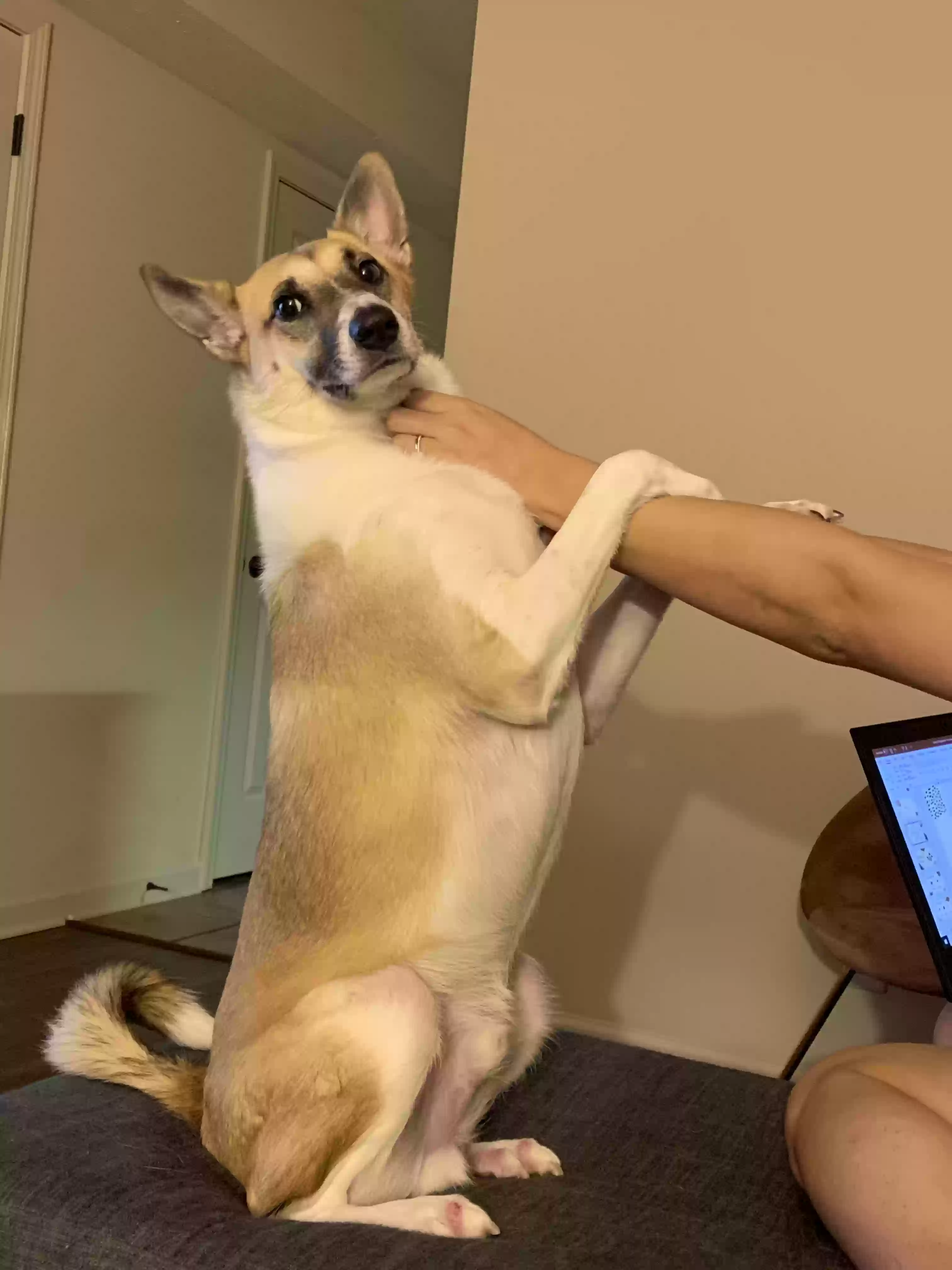 adoptable Dog in Clarksville,TN named Milo