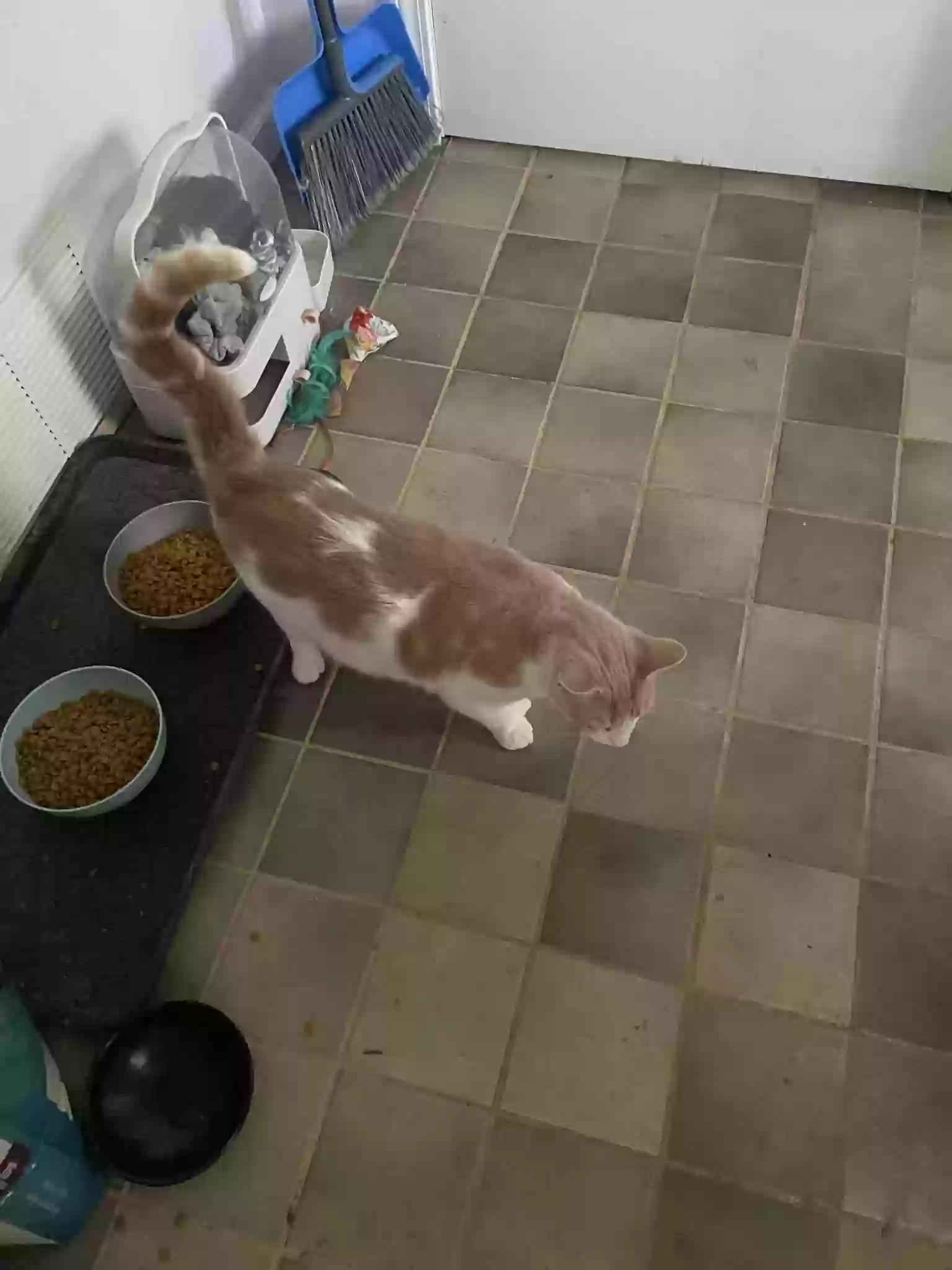 adoptable Cat in Saint Joseph,MI named Mr. Mango