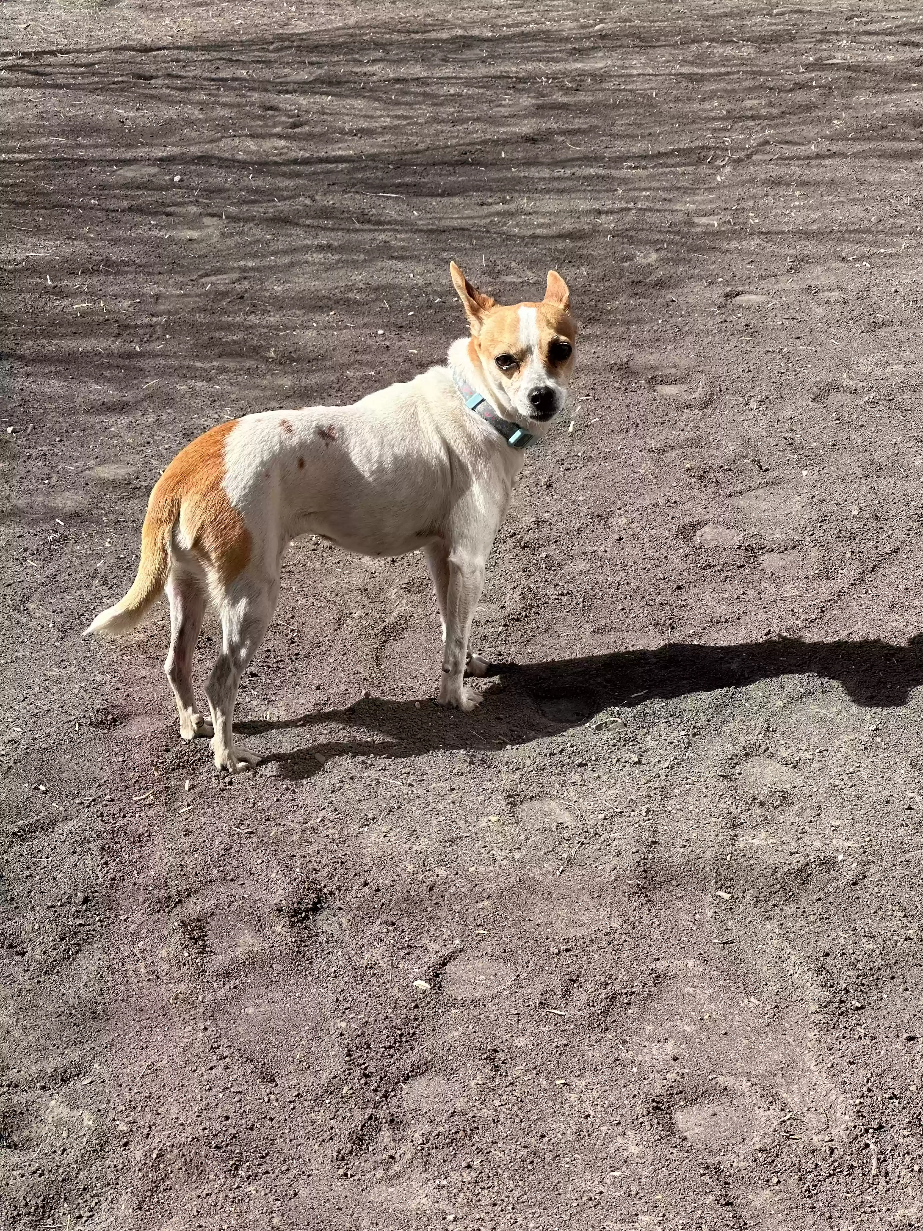 adoptable Dog in Spring,TX named Hellen