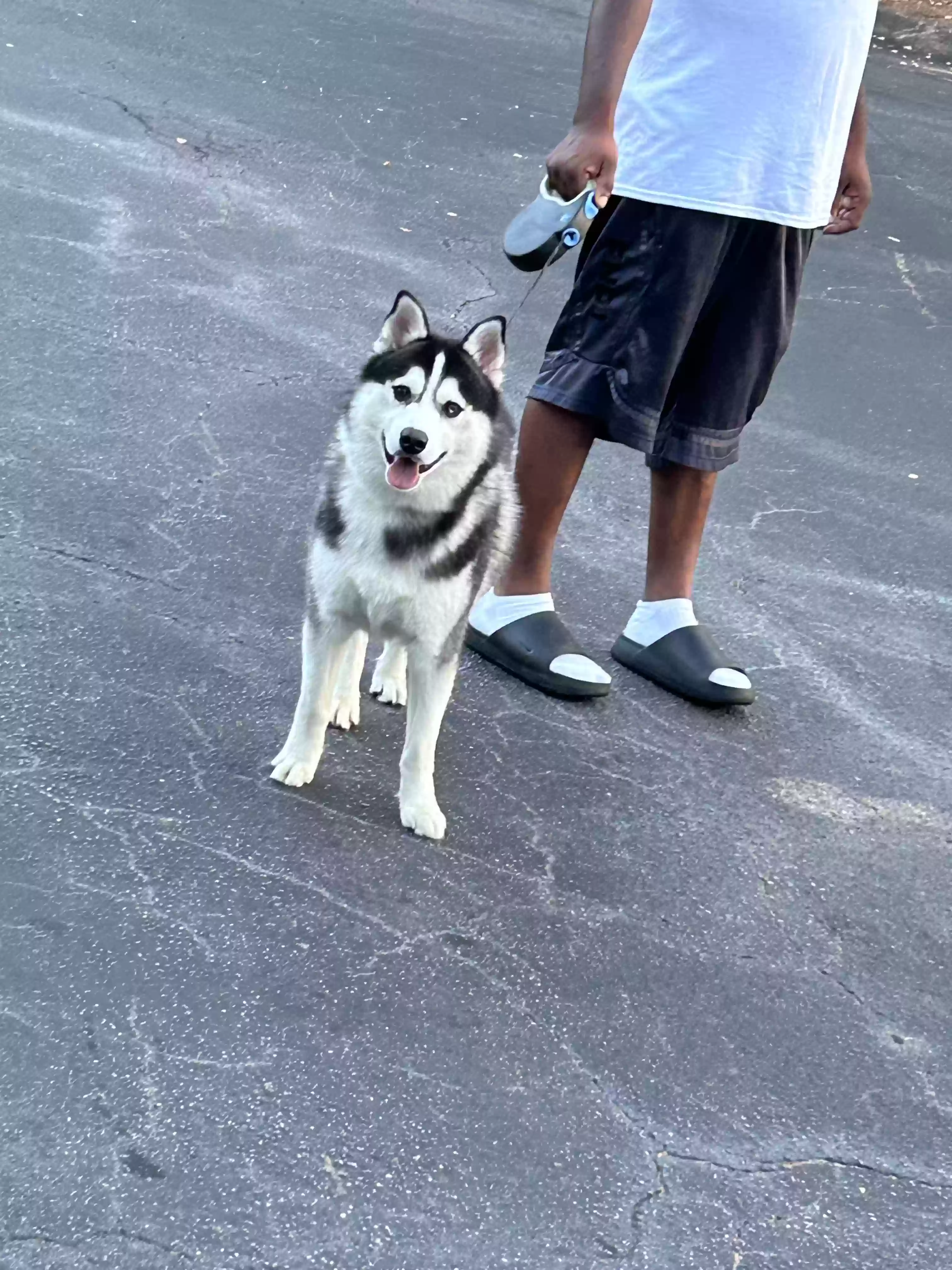 adoptable Dog in Duluth,GA named Apollo