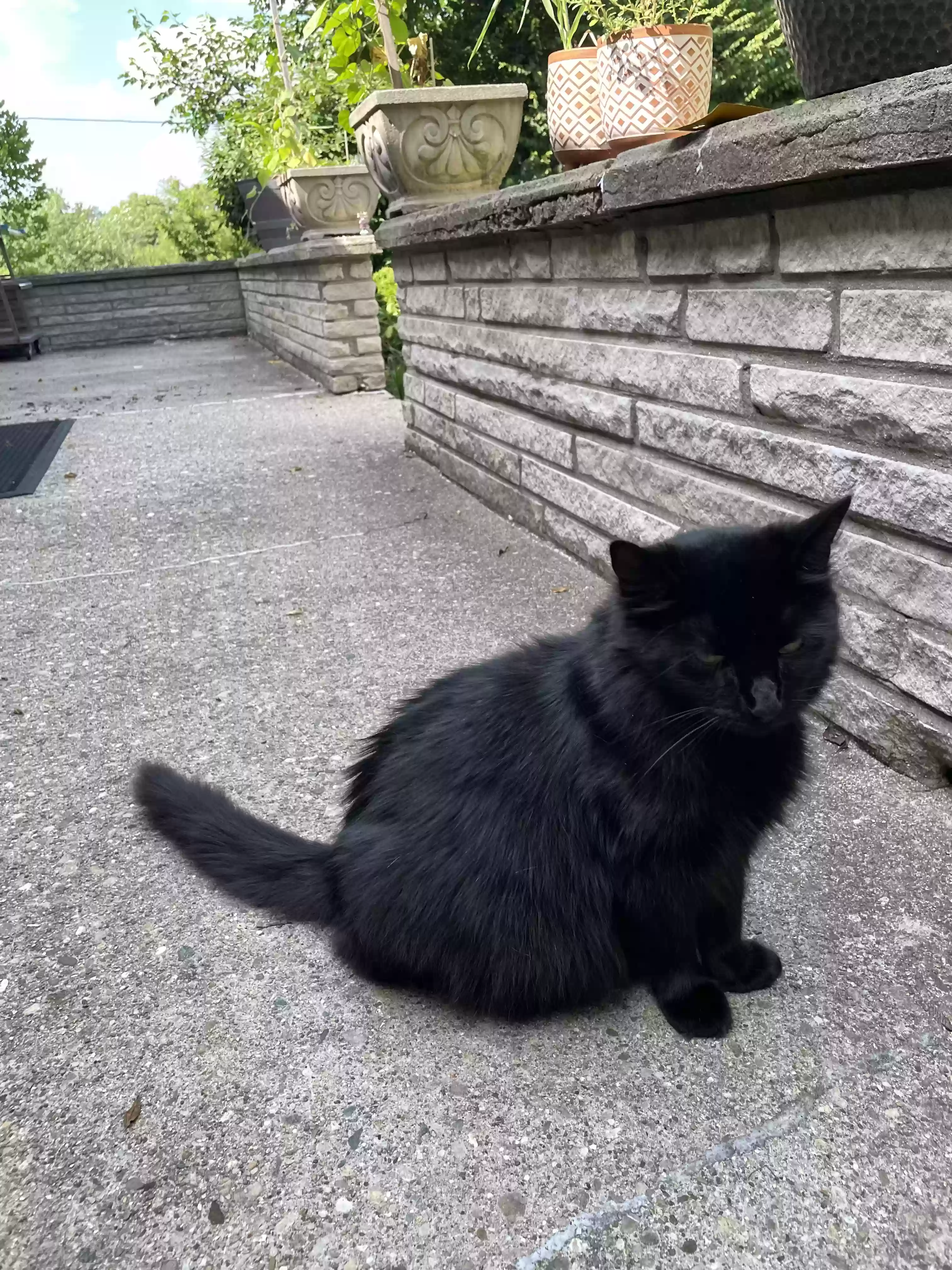 adoptable Cat in Cincinnati,OH named