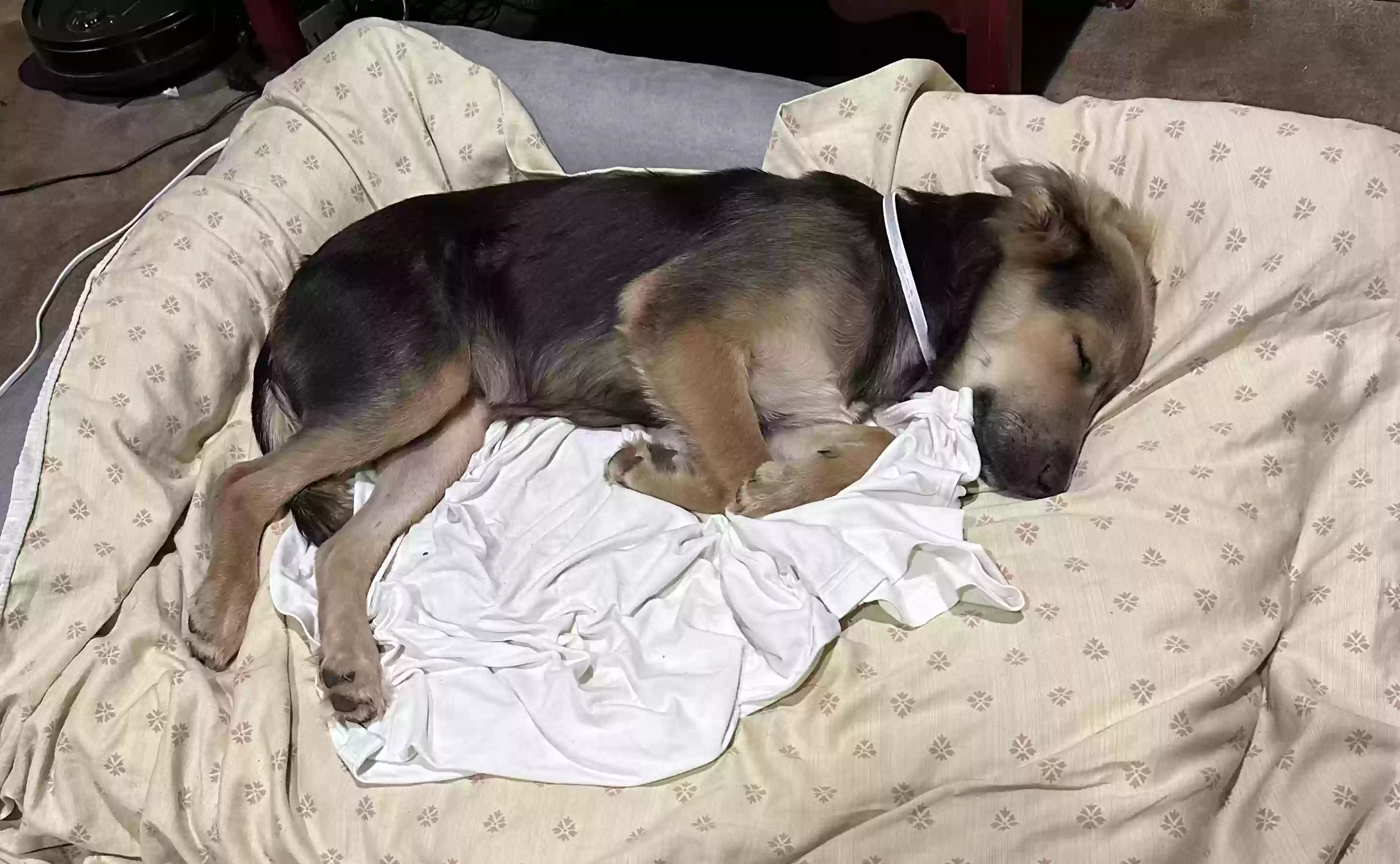 adoptable Dog in Weimar,TX named Unknown - stray