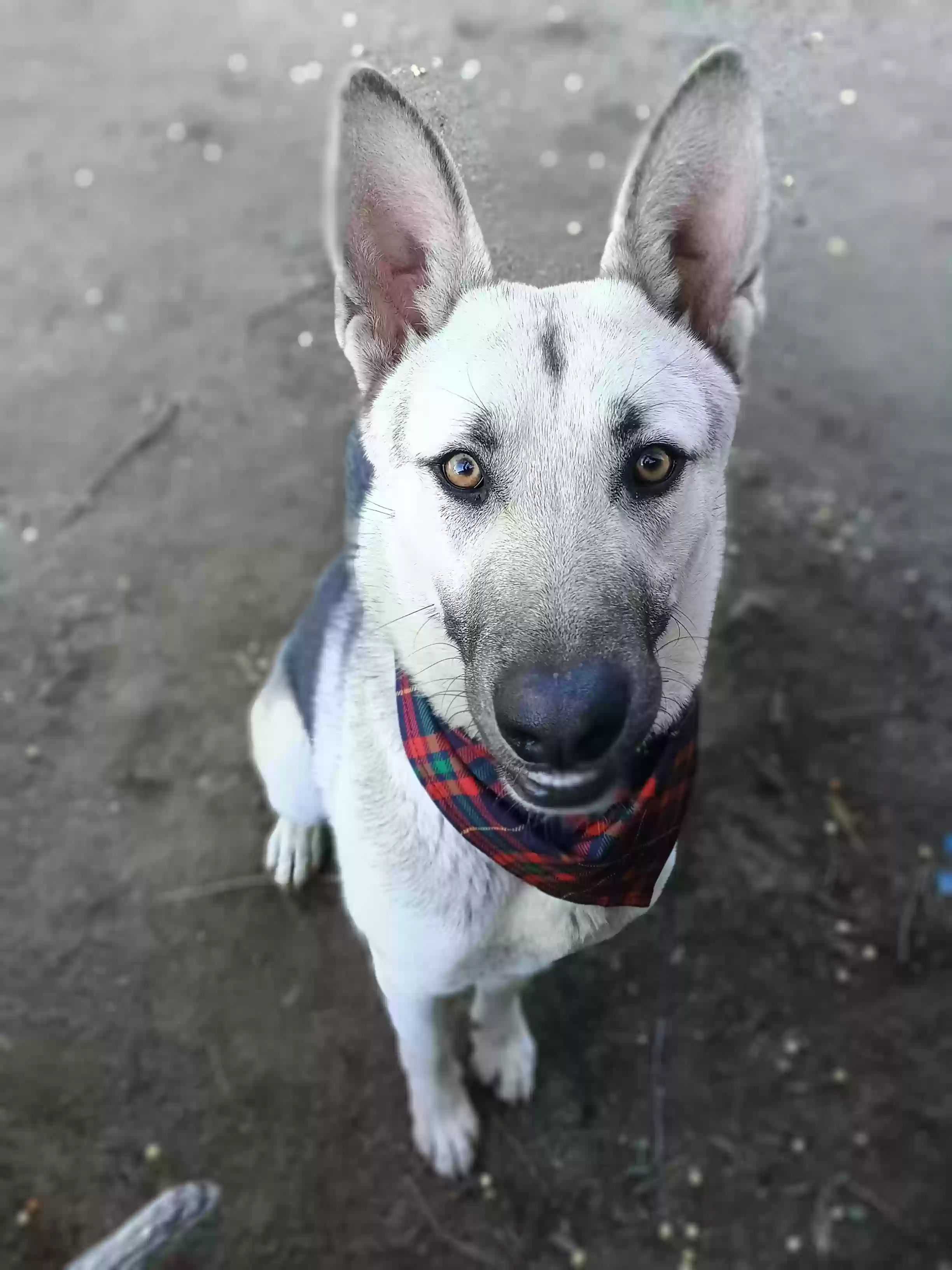 adoptable Dog in Perris,CA named Storm