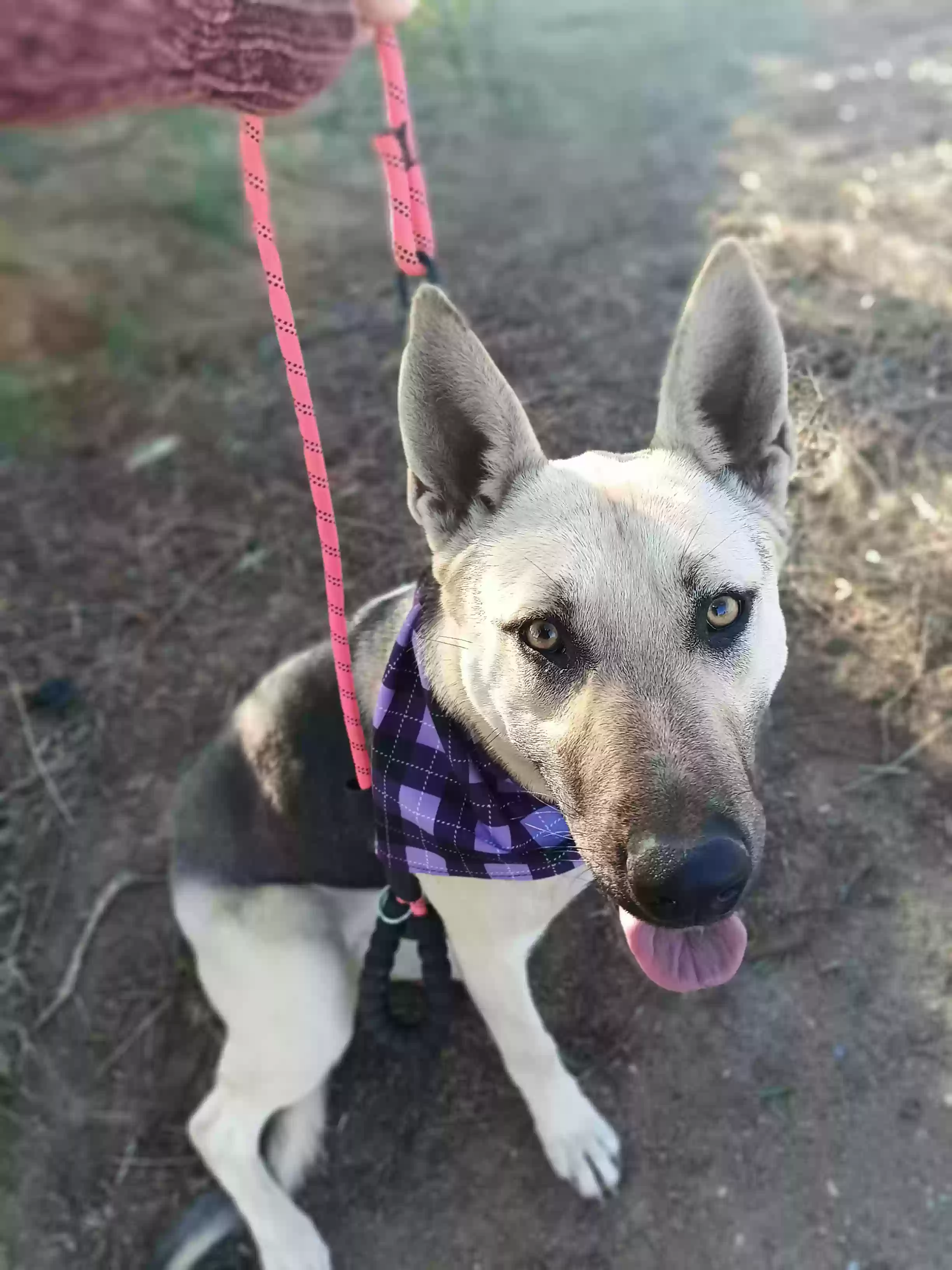 adoptable Dog in Perris,CA named Abby