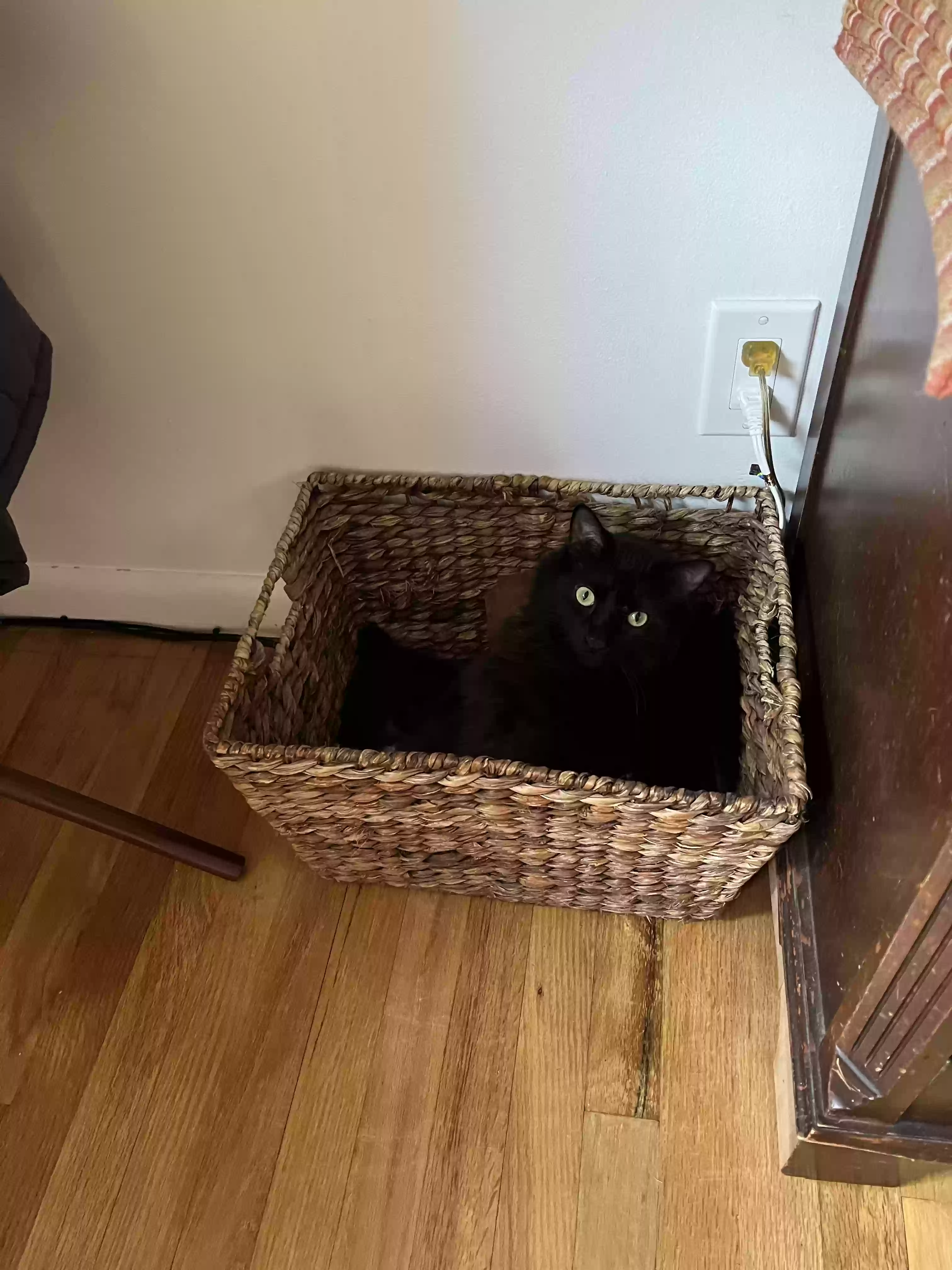 adoptable Cat in Cincinnati,OH named Oreo