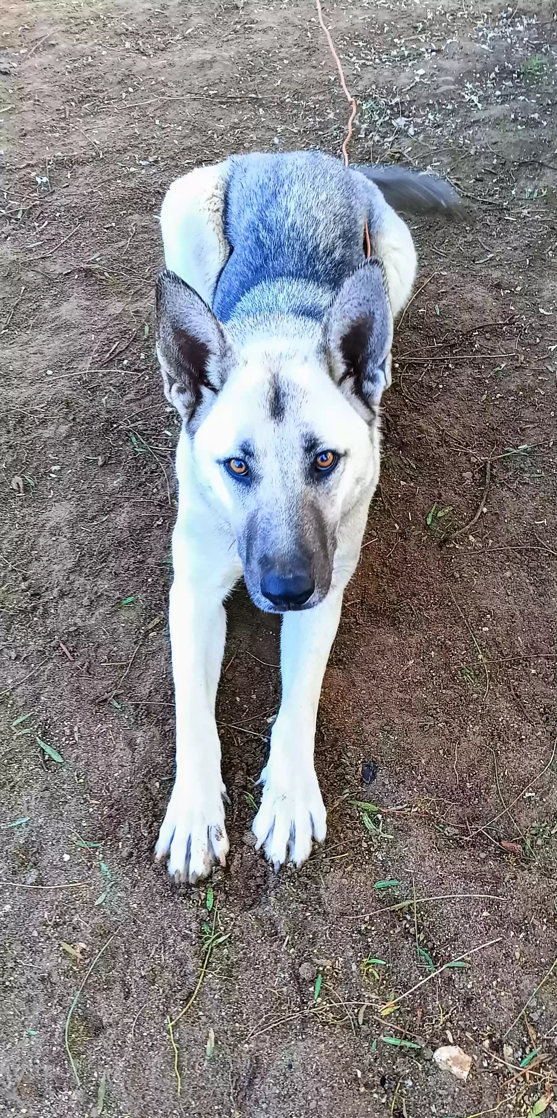 adoptable Dog in Perris,CA named Ziggy